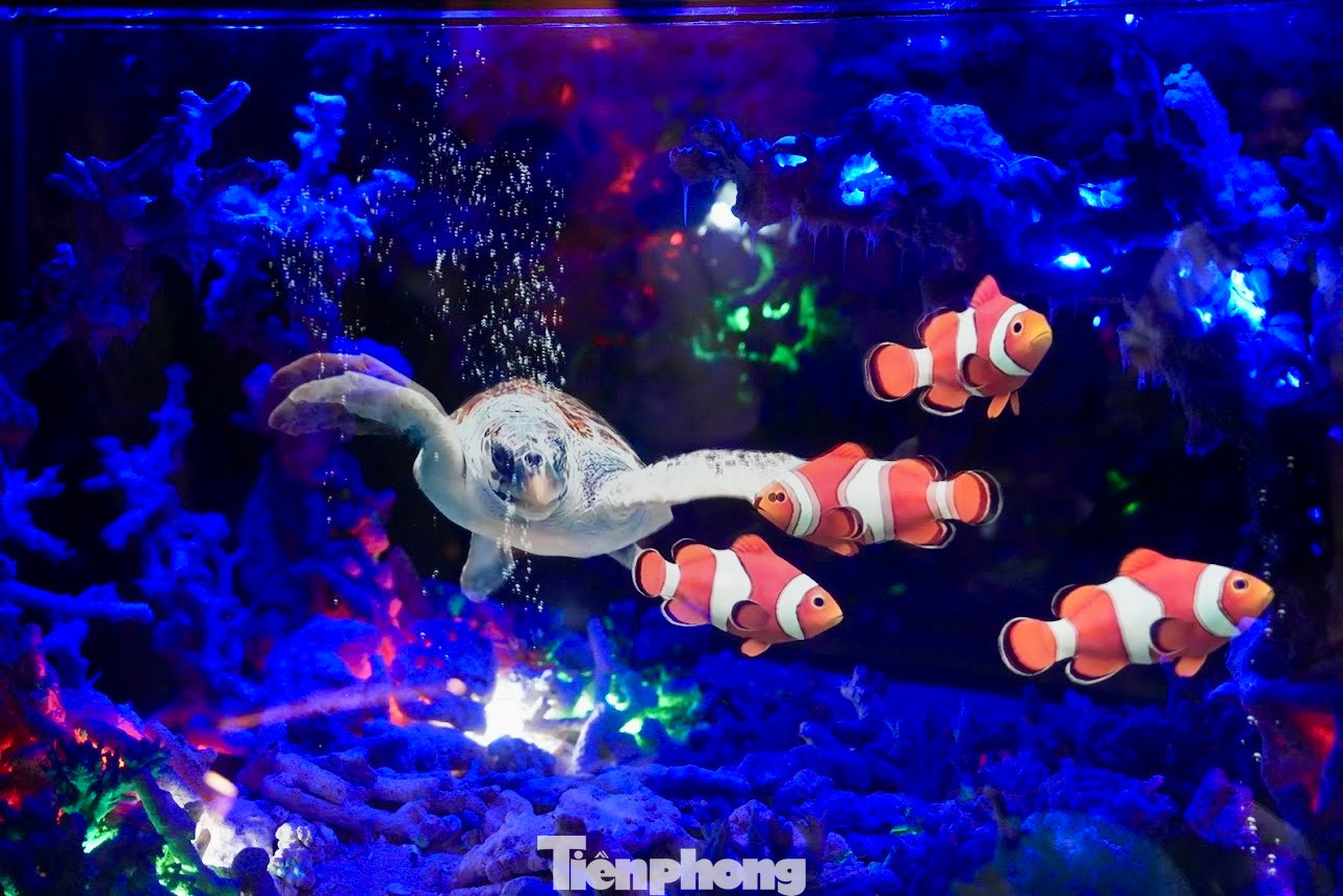 Các bể cá ứng dụng công nghệ Hologram trình chiếu để mô phỏng hình ảnh thay cho việc nuôi dưỡng cá như các bể thông thường.