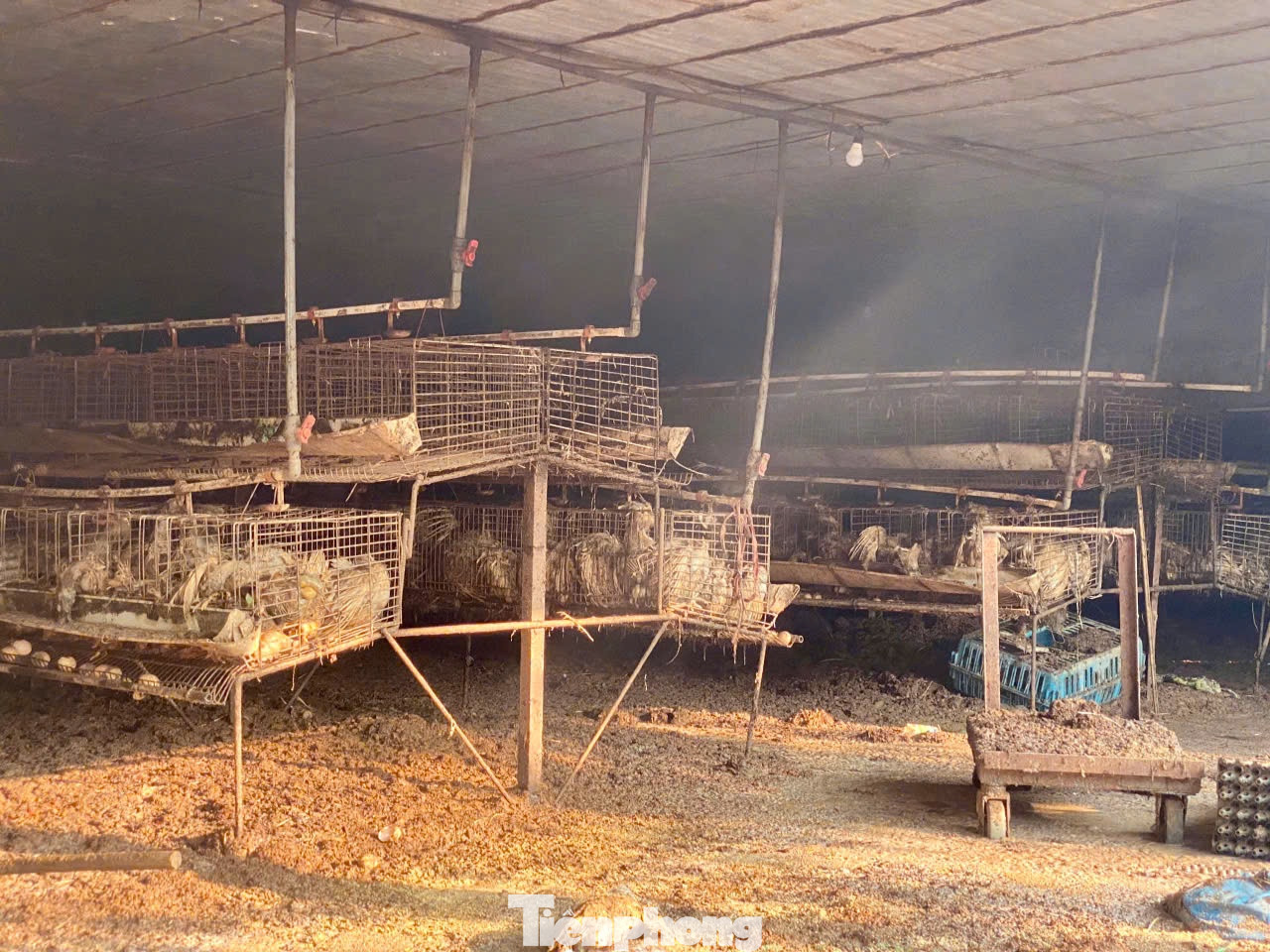 Theo lời kể của ông Đoàn, sáng 10/9, sau khi thấy nước sông Hồng dâng cao ông đã huy động người và phương tiện đến cứu hộ nhưng đường vào trang trại nước ngập sâu không thể tiếp cận được.