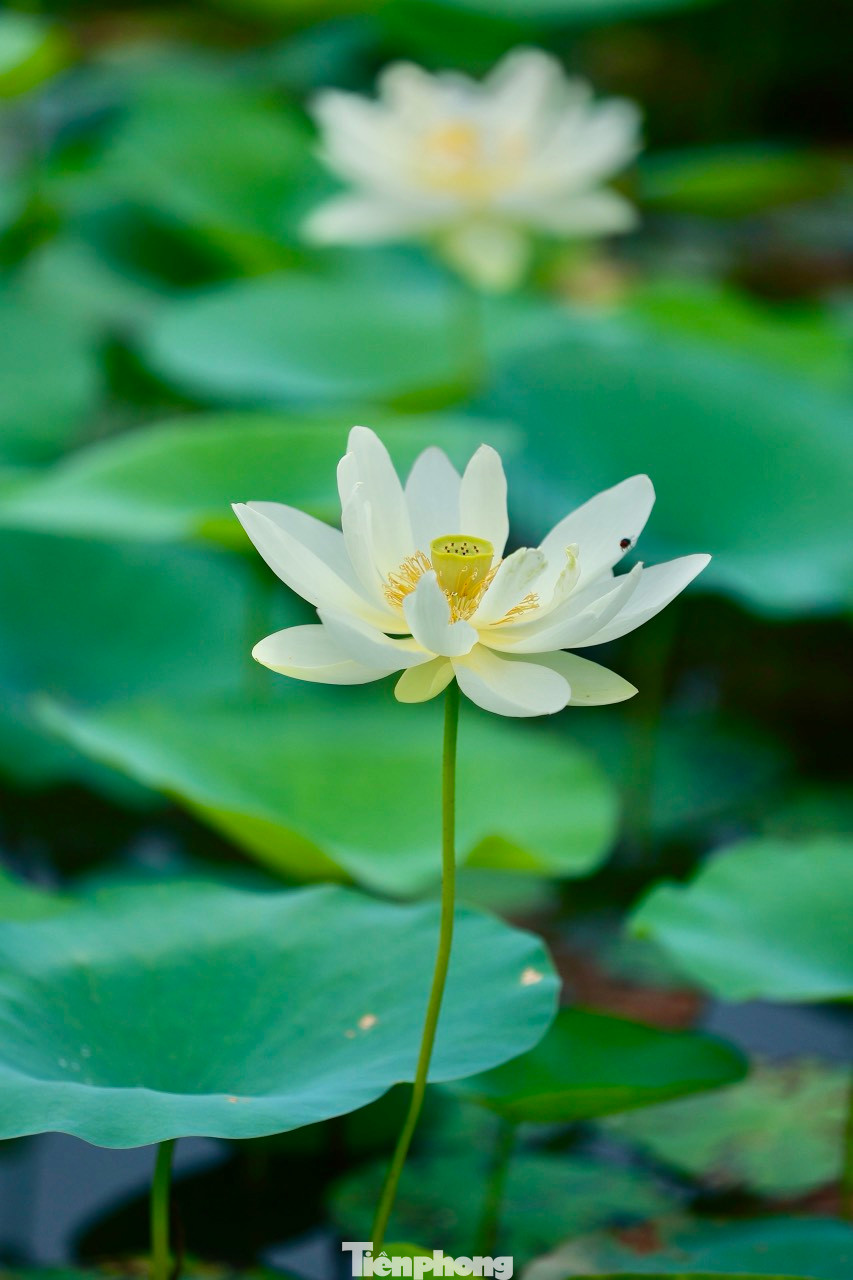 Những cánh hoa trắng xếp so le nhau bao phủ quanh nhụy sen vàng và đài sen. Những cánh hoa trắng xếp so le nhau bao phủ quanh nhụy sen vàng và đài sen.