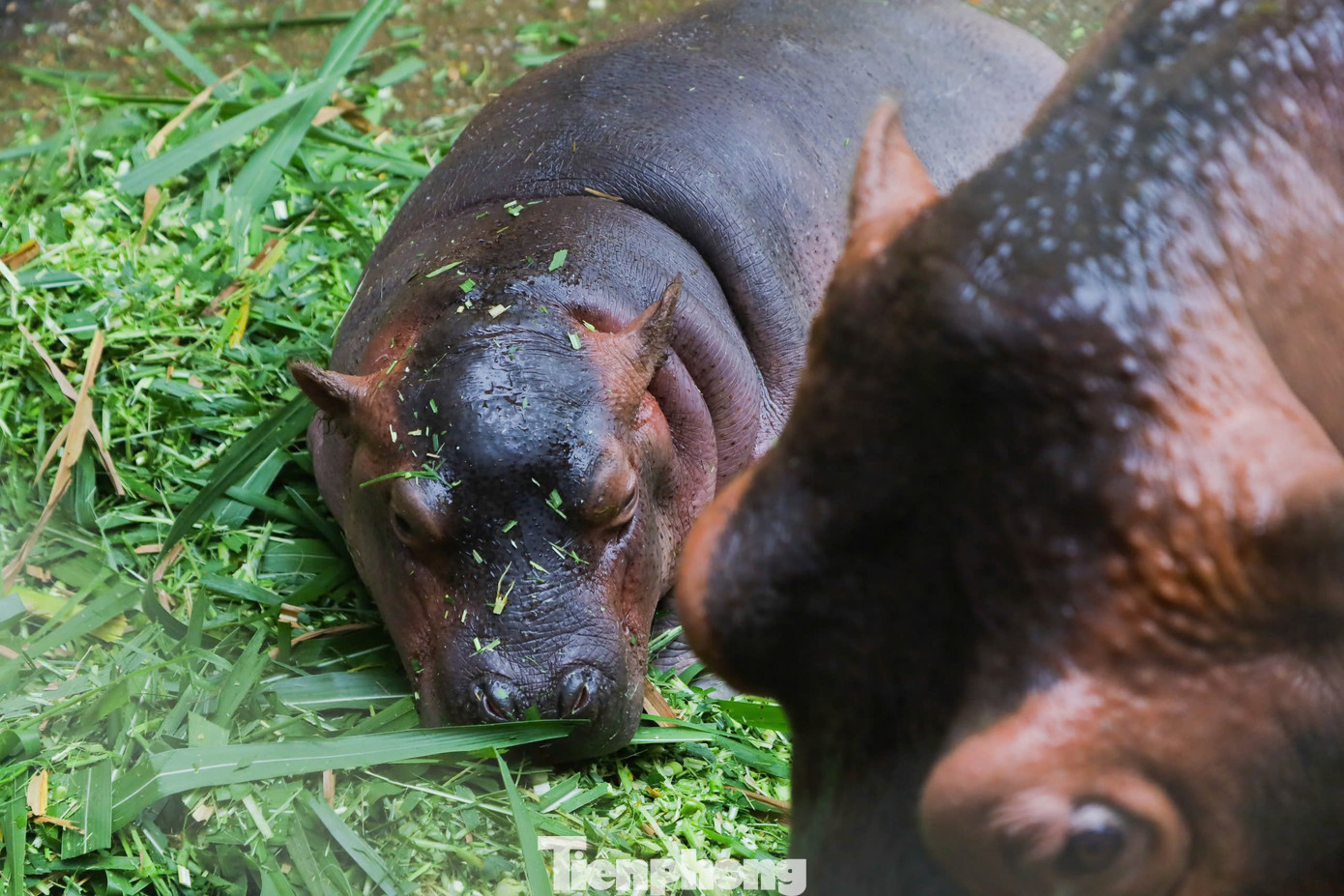Thời điểm hiện tại hà mã con đã sinh trưởng rất là tốt và sắp tới ban lãnh đạo công ty dự kiến sẽ triển khai cuộc thi đặt tên cho hà mã con, ông Nghiệp cho biết thêm.