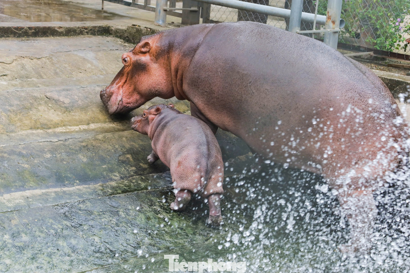 Những ngày gần đây hình ảnh về một chú hà mã baby siêu dễ thương được chia sẻ nhiều trên mạng xã hội đã làm "dậy sóng" và gây sự tò mò cho nhiều du khách khi ghé thăm vườn thú Hà Nội.