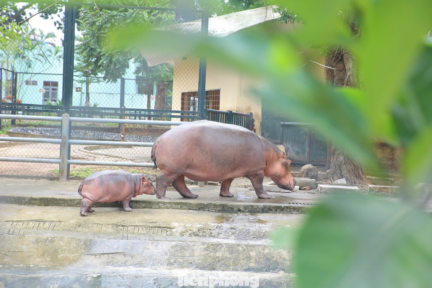 Bên cạnh đó hai mẹ con được chăm sóc bổ sung các khẩu phần ăn dinh dưỡng tăng cường hàm lượng vitamin khoáng về cả chất và lượng để hà mã mẹ có đủ sữa và chất lượng sữa tốt nhất chăm sóc hà mã con. Đến nay hà mã con cũng trên ba tháng tuổi, phát triển tốt.