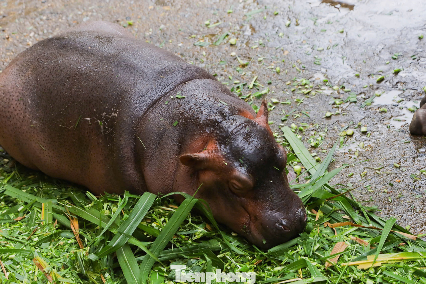 Bên cạnh đó hai mẹ con được chăm sóc bổ sung các khẩu phần ăn dinh dưỡng tăng cường hàm lượng vitamin khoáng về cả chất và lượng để hà mã mẹ có đủ sữa và chất lượng sữa tốt nhất chăm sóc hà mã con. Đến nay hà mã con cũng trên ba tháng tuổi, phát triển tốt.