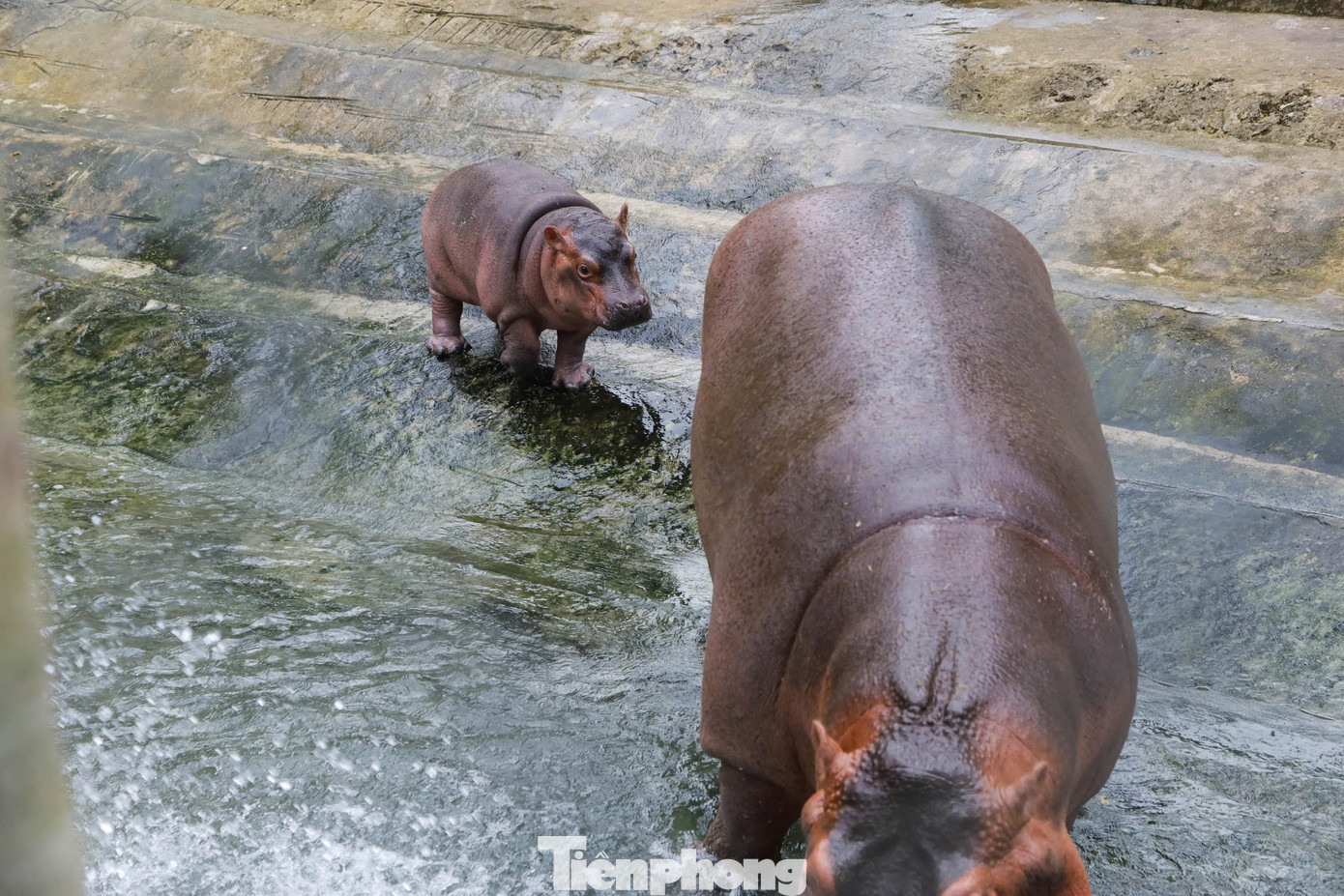 Trao đổi với PV Tiền Phong, ông Nguyễn Công Nghiệp - Phó Tổng Giám đốc Công ty TNHH MTV Vườn thú Hà Nội Vườn Thú Hà Nội - cho biết: "Trong thời gian vừa qua vườn thú Hà Nội hiện trưng bày chăm sóc ba cá thể hà mã cái. Vào ngày 5/12/2023 vườn thú Hà Nội tiếp nhận một cá thể Hà mã cái từ vườn thú Đại Nam. Khi mang về chăm sóc nuôi dưỡng, hà mã cái phát triển sinh trưởng rất tốt và điều đặc biệt vào ngày 23/7/2024 vừa qua hà mã cái chính thức sinh ra một chú hà mã con rất là đáng yêu".