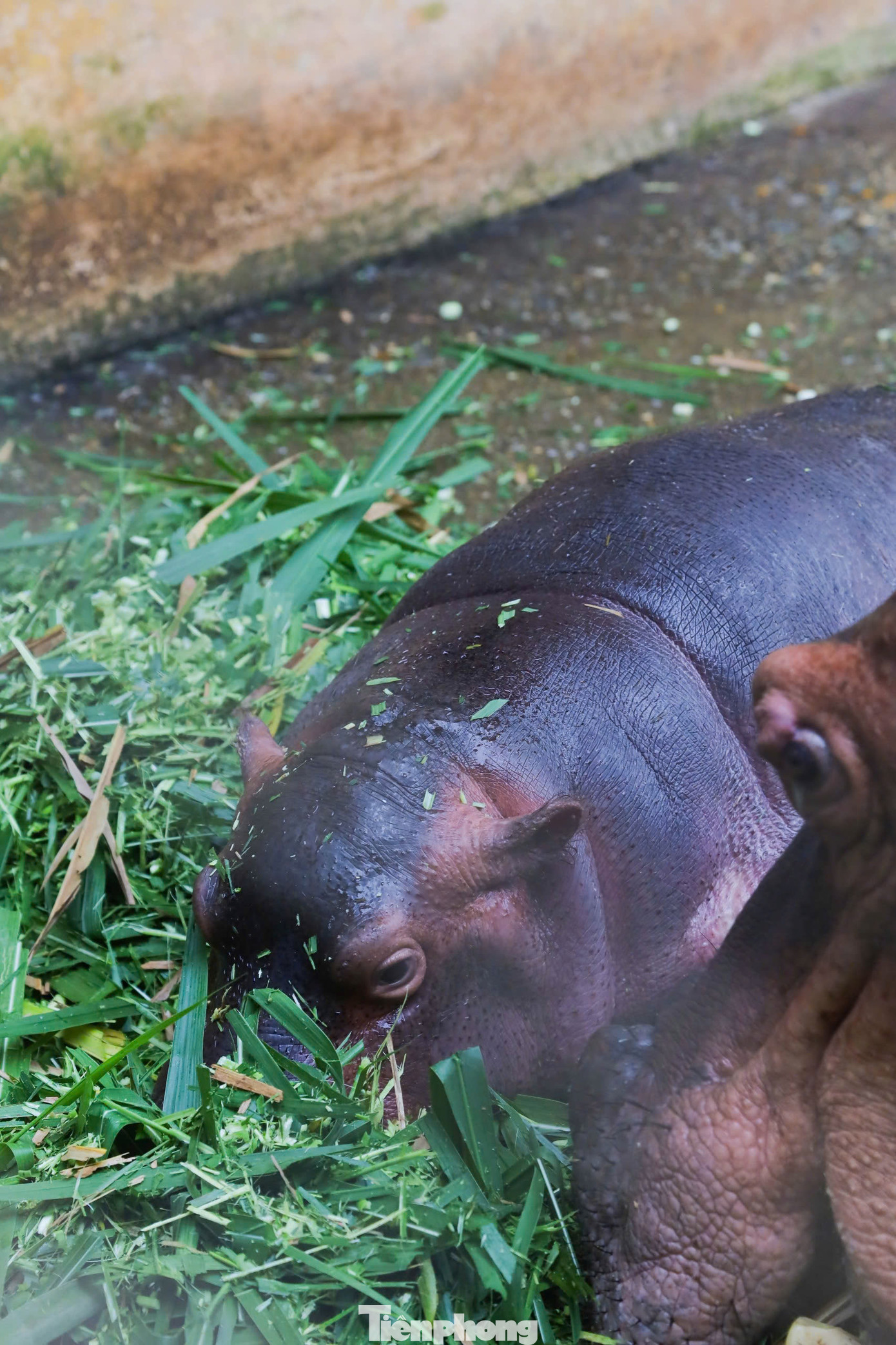 Thời điểm hiện tại hà mã con đang bú sữa mẹ và đã bắt đầu chuyển sang tập chế độ ăn dặm.