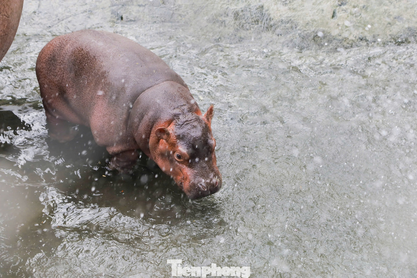 Trao đổi với PV Tiền Phong, ông Nguyễn Công Nghiệp - Phó Tổng Giám đốc Công ty TNHH MTV Vườn thú Hà Nội Vườn Thú Hà Nội - cho biết: "Trong thời gian vừa qua vườn thú Hà Nội hiện trưng bày chăm sóc ba cá thể hà mã cái. Vào ngày 5/12/2023 vườn thú Hà Nội tiếp nhận một cá thể Hà mã cái từ vườn thú Đại Nam. Khi mang về chăm sóc nuôi dưỡng, hà mã cái phát triển sinh trưởng rất tốt và điều đặc biệt vào ngày 23/7/2024 vừa qua hà mã cái chính thức sinh ra một chú hà mã con rất là đáng yêu".