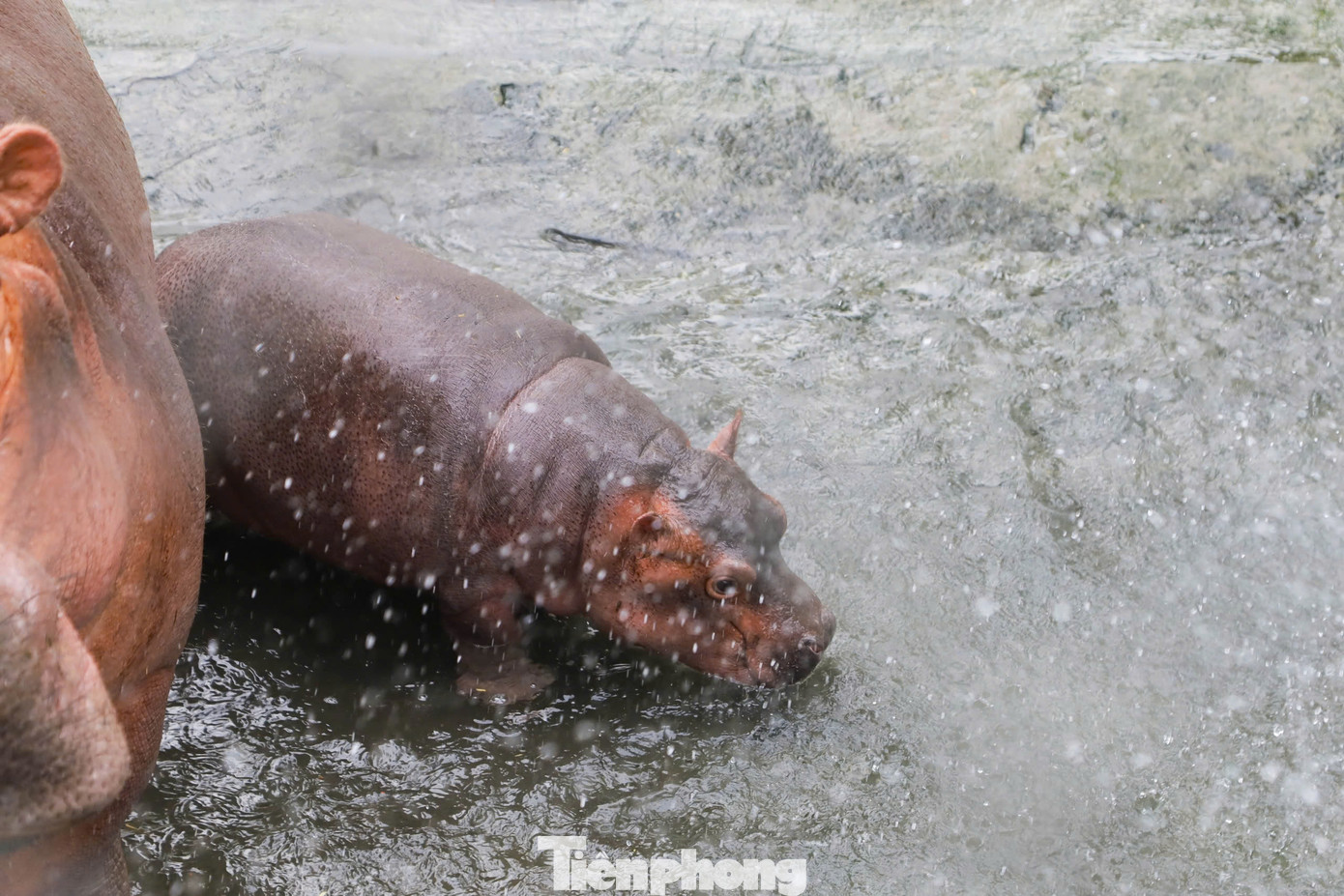 Trao đổi với PV Tiền Phong, ông Nguyễn Công Nghiệp - Phó Tổng Giám đốc Công ty TNHH MTV Vườn thú Hà Nội Vườn Thú Hà Nội - cho biết: "Trong thời gian vừa qua vườn thú Hà Nội hiện trưng bày chăm sóc ba cá thể hà mã cái. Vào ngày 5/12/2023 vườn thú Hà Nội tiếp nhận một cá thể Hà mã cái từ vườn thú Đại Nam. Khi mang về chăm sóc nuôi dưỡng, hà mã cái phát triển sinh trưởng rất tốt và điều đặc biệt vào ngày 23/7/2024 vừa qua hà mã cái chính thức sinh ra một chú hà mã con rất là đáng yêu".