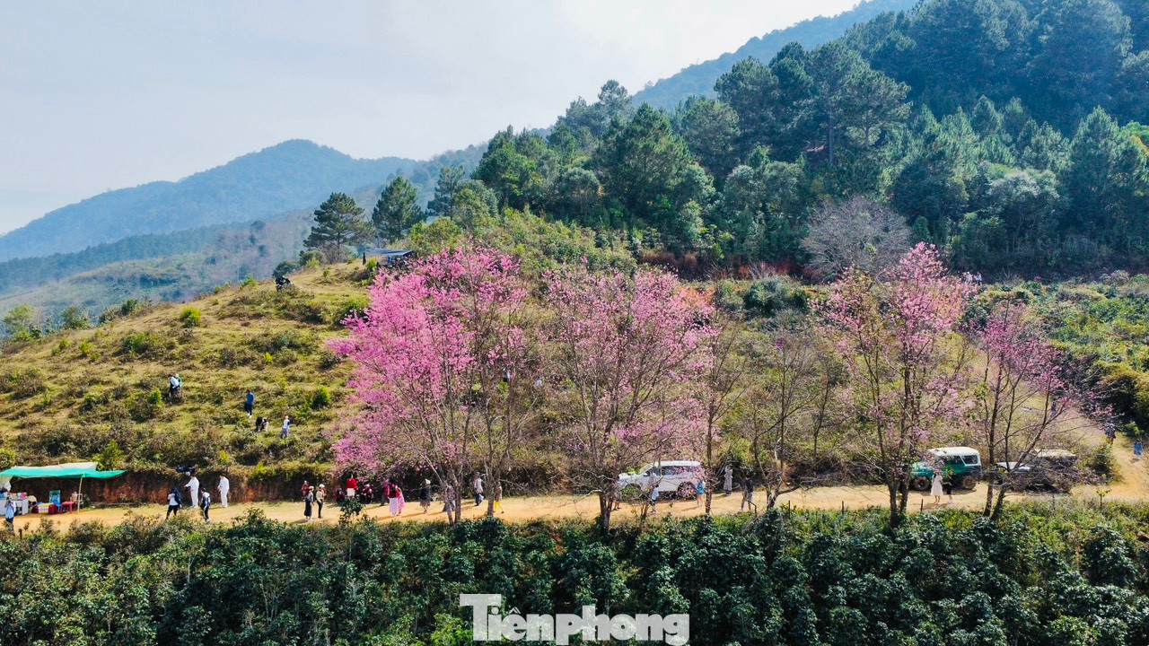 Tùy vào tình hình thời tiết, mai anh đào sẽ nở rộ khắp thành phố trong vòng 2-3 tuần tới. Từ nay đến cuối tháng 1, đầu tháng 2, du khách có thể thưởng thức trọn vẹn mùa hoa.