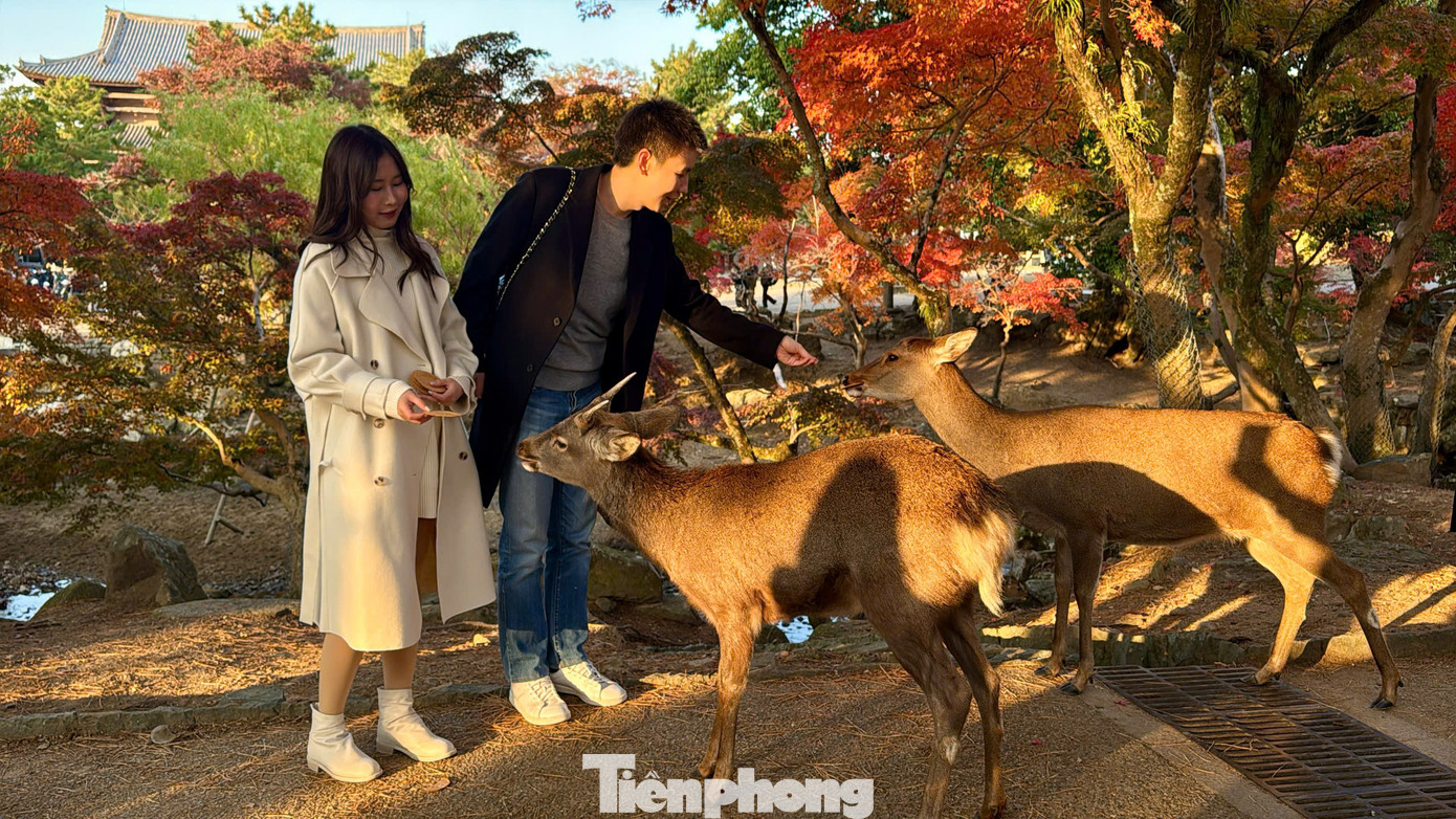 Những chú nai có mặt khắp nơi trong công viên, du khách có thể thoải đến gần để vuốt ve và chụp ảnh.