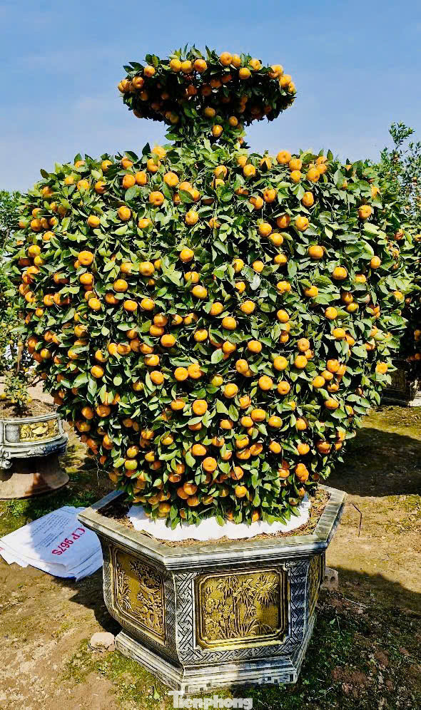 "Năm nay nhà vườn tạo hình được khoảng 30 cây bình hút lộc, đến thời điểm hiện tại đã bán gần hết, giá dao động từ 15 triệu đến 20 triệu đồng/cây", anh Trí cho biết thêm.