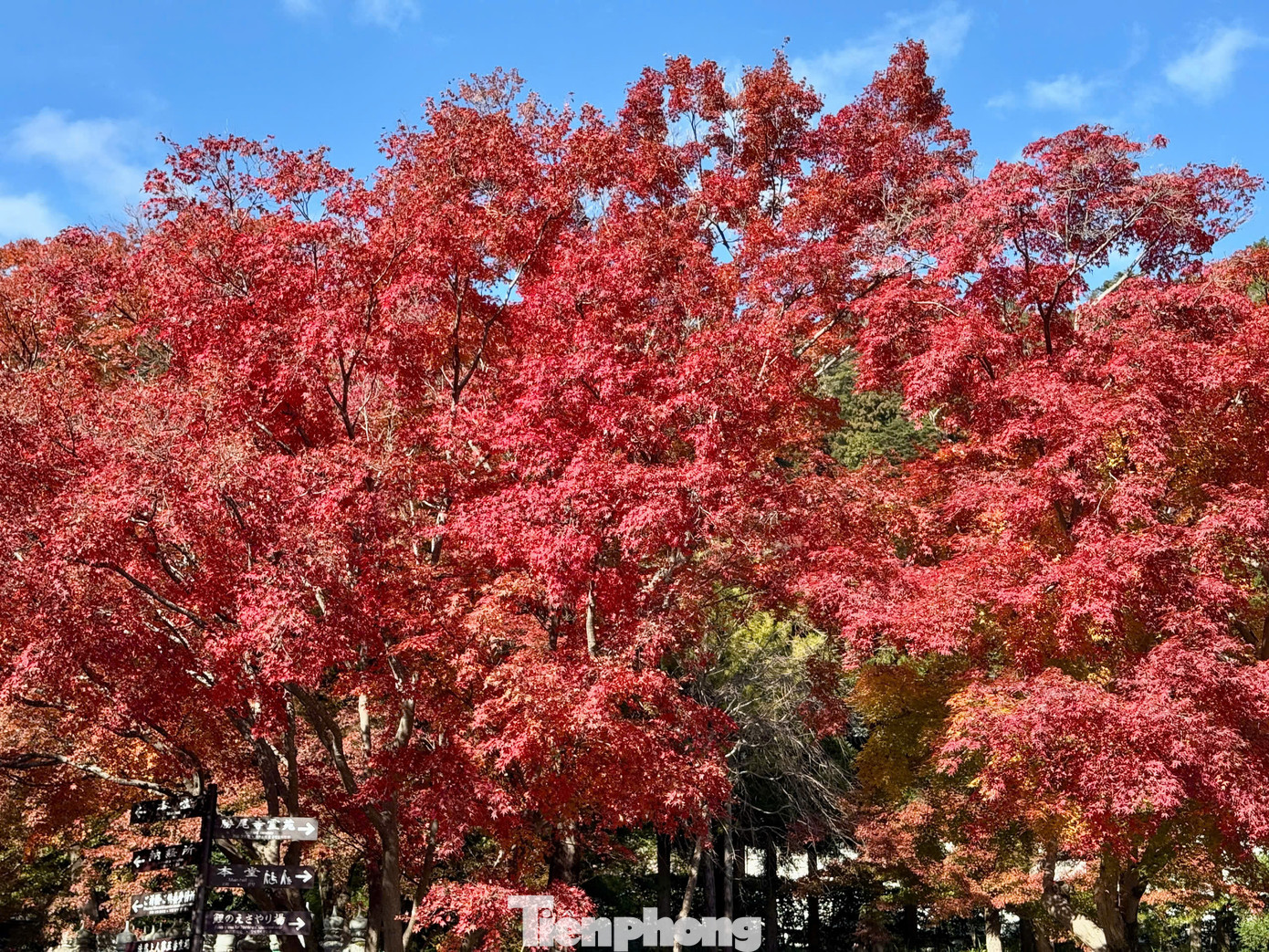 Sắc vàng, đỏ của lá thu bắt đầu xuất hiện vào giữa tháng 9 trên khắp vùng núi phía bắc Hokkaido và Sapporo, sau đó lan dần đến các vùng thấp hơn và nhiều khu vực phía nam, nổi bật nhất là Tokyo, rồi đến Kyoto và Osaka vào cuối tháng 11 và đầu tháng 12.