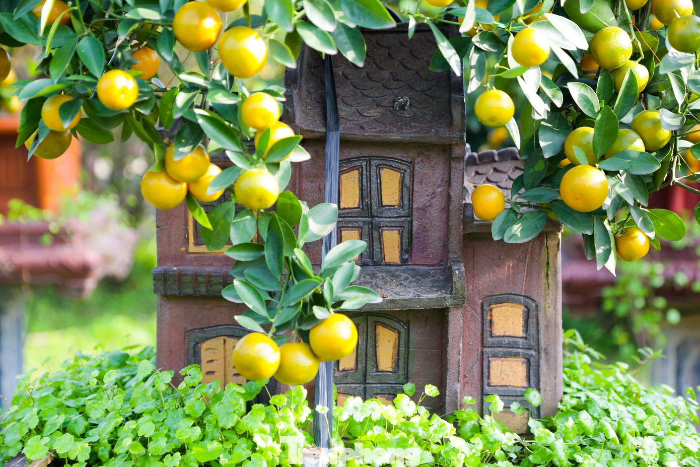 Những cây quất cao khoảng 40 đến 50cm được trồng trong bình gốm, kết cấu gọn và nhẹ. Những cây quất cao khoảng 40 đến 50cm được trồng trong bình gốm, kết cấu gọn và nhẹ.