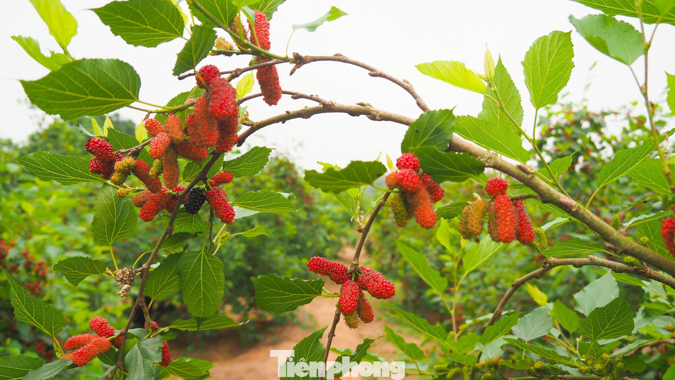 Để chuẩn bị đóng hàng cho các thương lái tìm đến vườn thu mua, những quả gần chín hẳn sẽ được người nông dân thu hoạch để khi vận chuyển không bị dập, đồng thời bảo quản được thời gian lâu hơn.