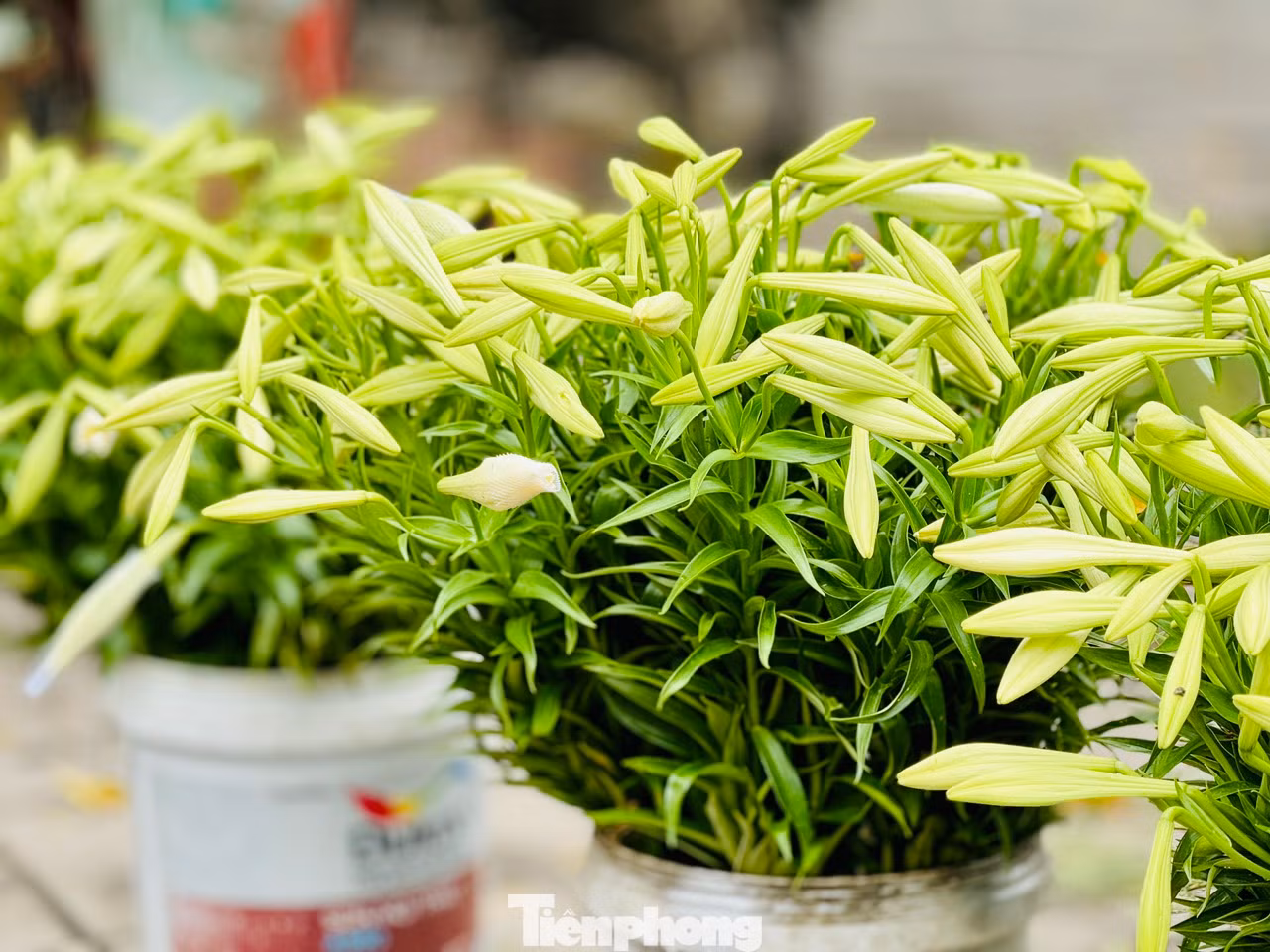 Đường phố Hà Nội những ngày này được tô điểm thêm vẻ đẹp nhẹ nhàng với màu trắng tinh khôi của hoa loa kèn. Những gánh hàng hoa nơi góc phố như gọi tháng Tư về.