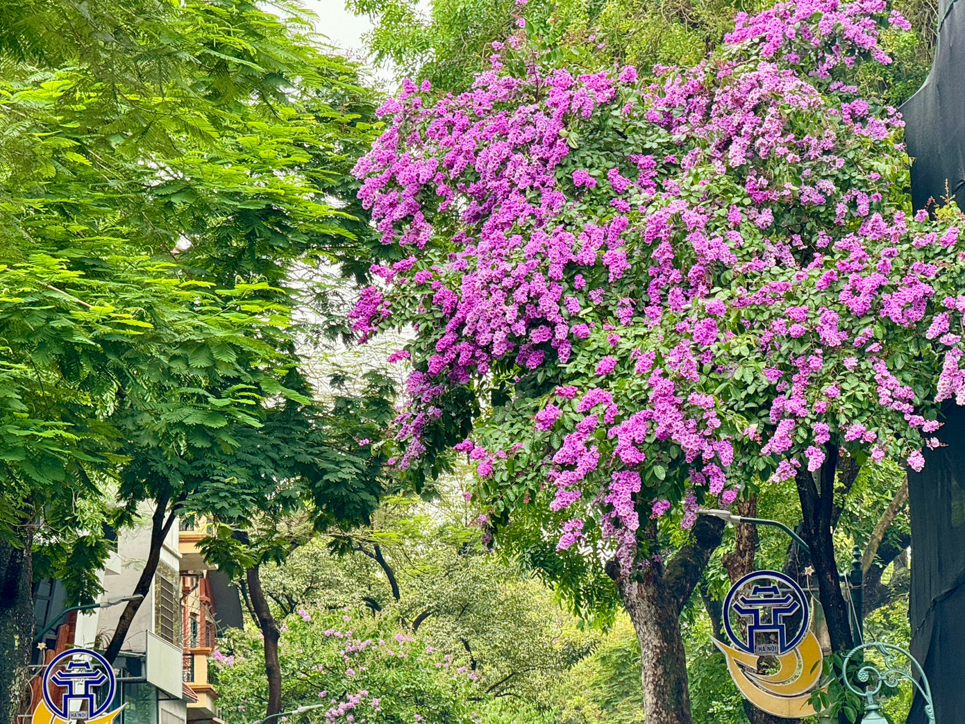 Cùng với hoa phượng đỏ nở rộ mỗi khi hè về, bằng lăng tím gắn với sân trường và ký ức kỷ niệm học trò của biết bao thế hệ học sinh.