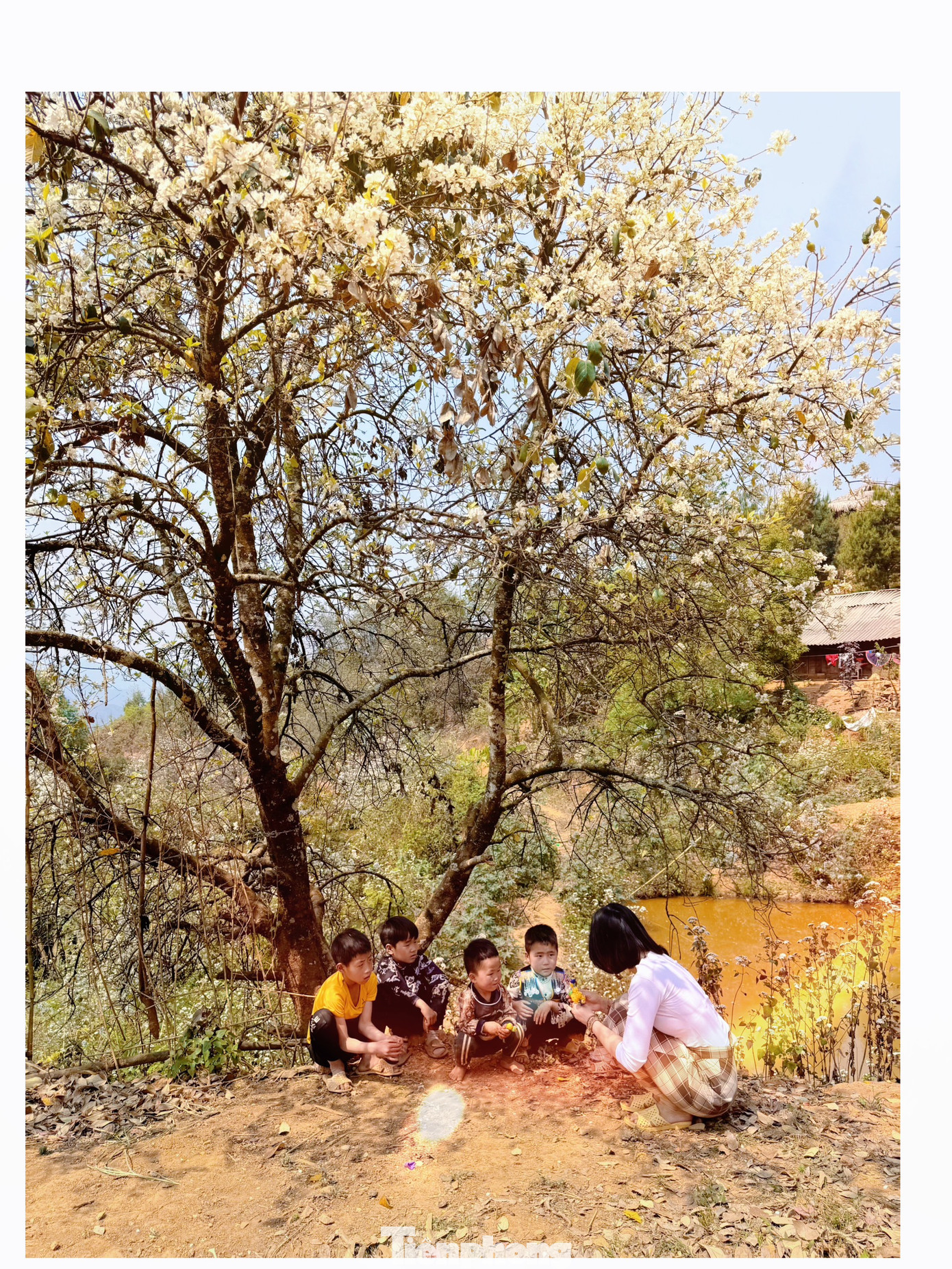 Bản Nậm Nghiệp, xã Ngọc Chiến, huyện Mường La có hàng nghìn cây sơn tra được dân bản trồng lâu năm. Vẻ đẹp của hoa sơn tra được ví như thiếu nữ Mông miền sơn cước, tự nhiên, bình dị, tràn đầy sức sống.