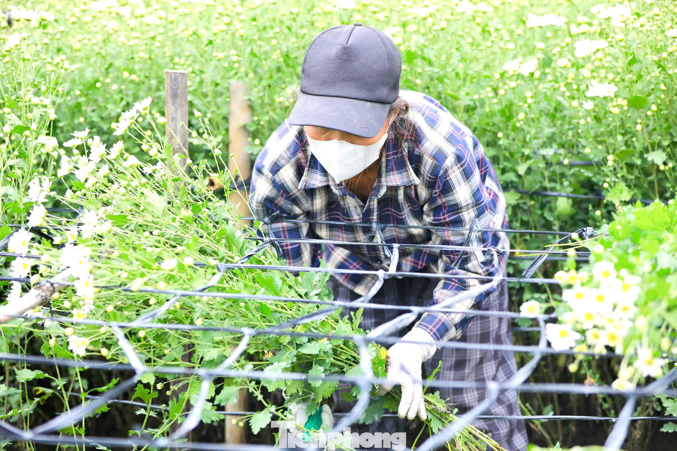 Trao đổi với PV Tiền Phong, chị Hải chủ vườn cho biết: "Năm nay, nhà tôi đổ đất cao nên nước sông Hồng không tràn vào được, do vậy vẫn giữ được và áp dụng biện pháp xử lý trái mùa".