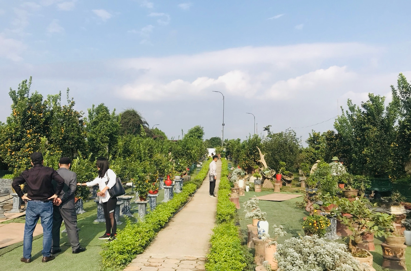 Cây quất bonsai mini với chiều cao khiêm tốn này nhưng vẫn hút người mua vì hội tụ đủ các yếu tố như dáng đẹp, quả đẹp, lá lộc non và có chút nụ hoa. Cây quất bonsai mini với chiều cao khiêm tốn này nhưng vẫn hút người mua vì hội tụ đủ các yếu tố như dáng đẹp, quả đẹp, lá lộc non và có chút nụ hoa.