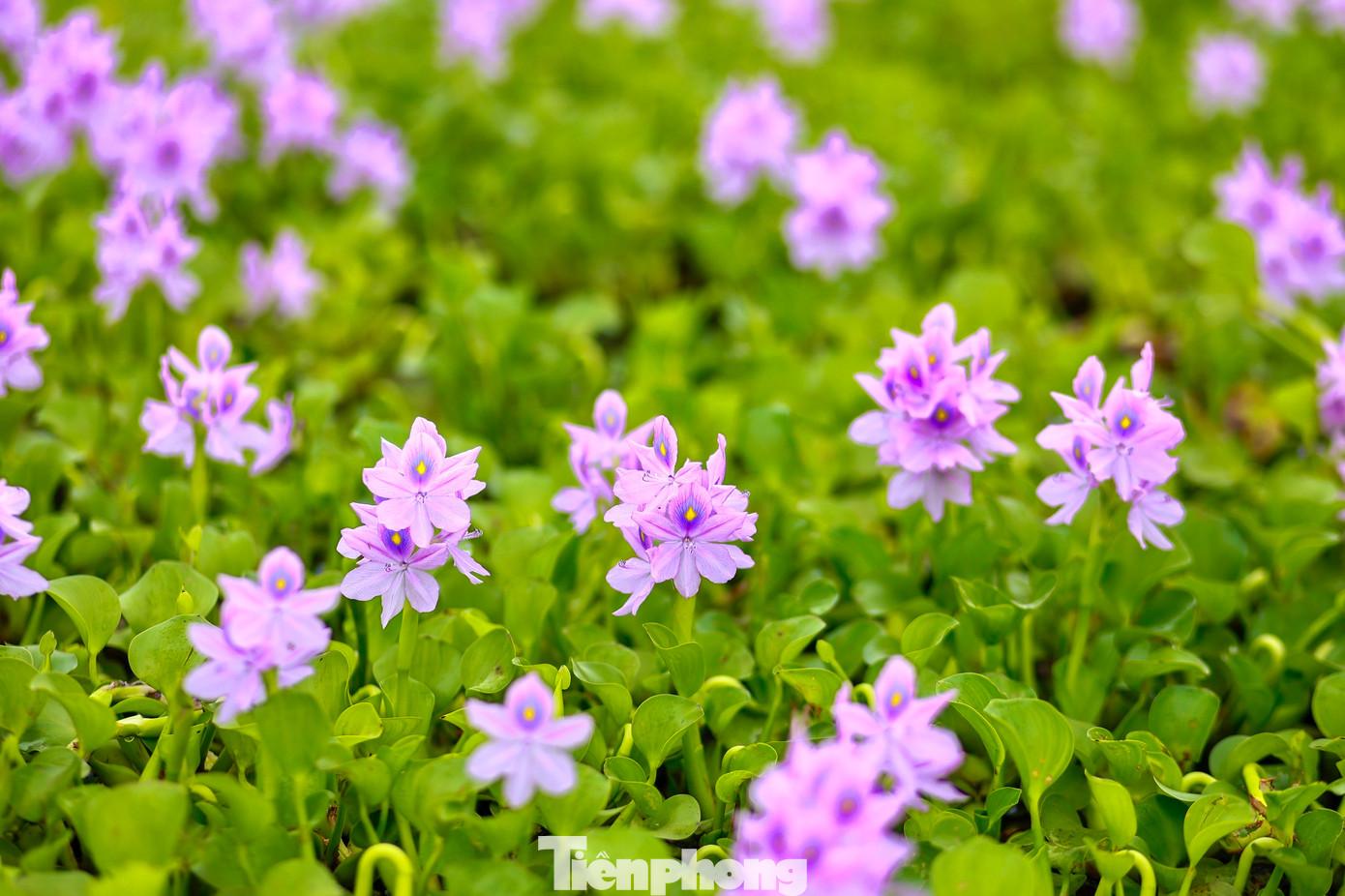 Sắc hoa tím trải dài trên mặt nước tạo nên khung cảnh lãng mạn và nên thơ.