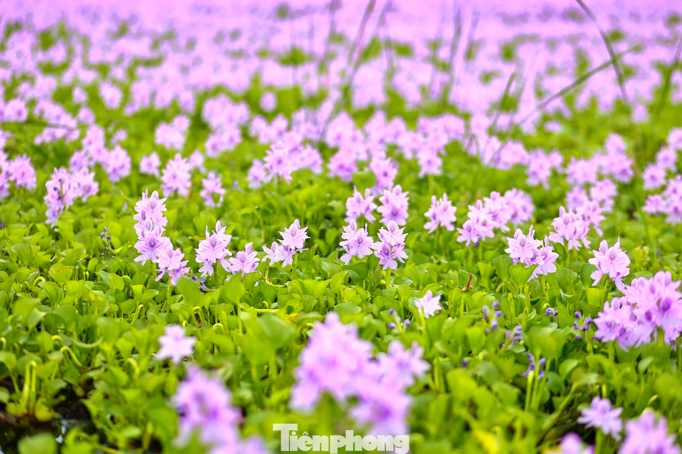 Sắc hoa tím trải dài trên mặt nước tạo nên khung cảnh lãng mạn và nên thơ.