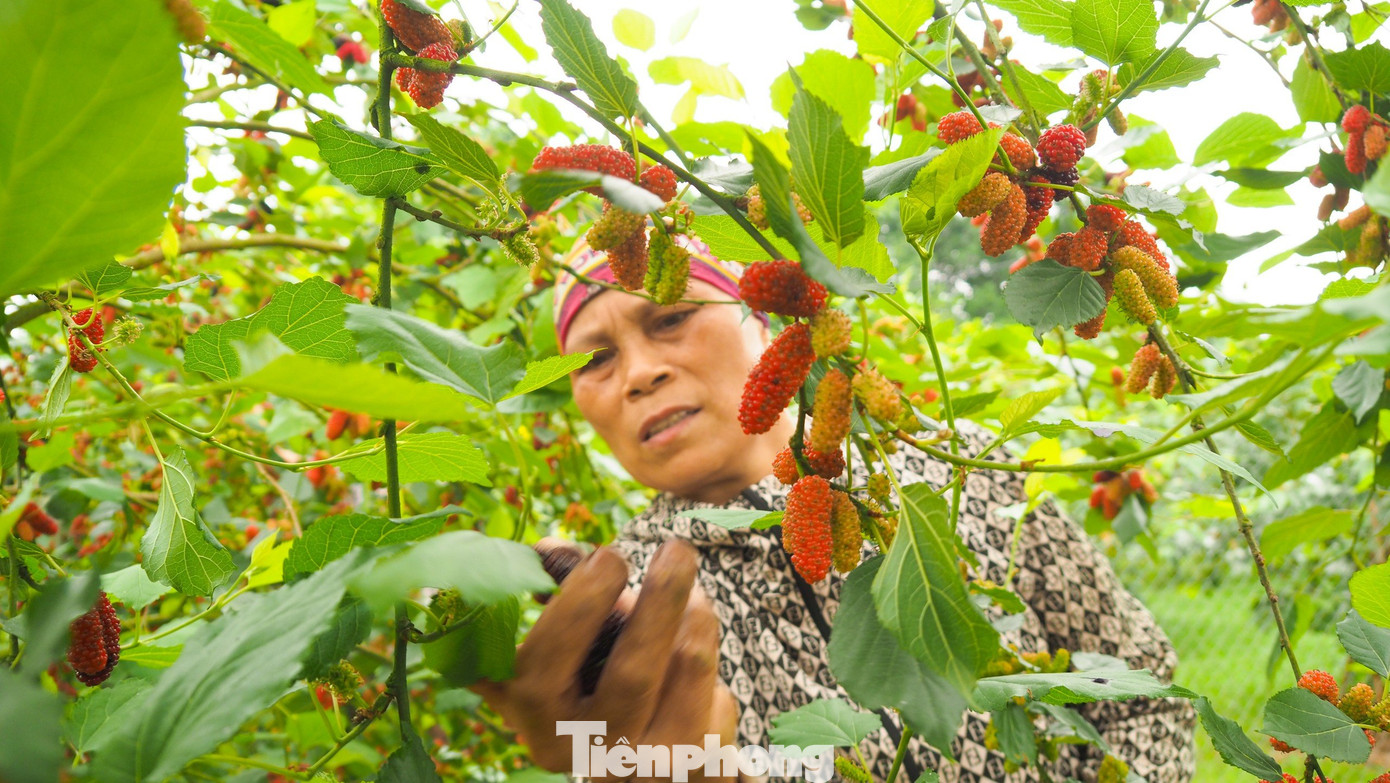 Trái dâu có chất lượng tốt phụ thuộc nhiều vào thời tiết, nếu trời nắng nóng dâu ngọt, khi mưa dâu nhạt hơn.