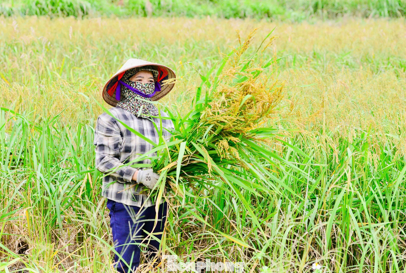 Mùa lúa chín cũng là thời gian thôn Xà Phìn có đông du khách ghé thăm nhất trong năm. Du khách tới đến đây để tận hưởng không khí trong lành và lưu lại những bức ảnh ruộng bậc thang vào sáng sớm hoặc hoàng hôn.