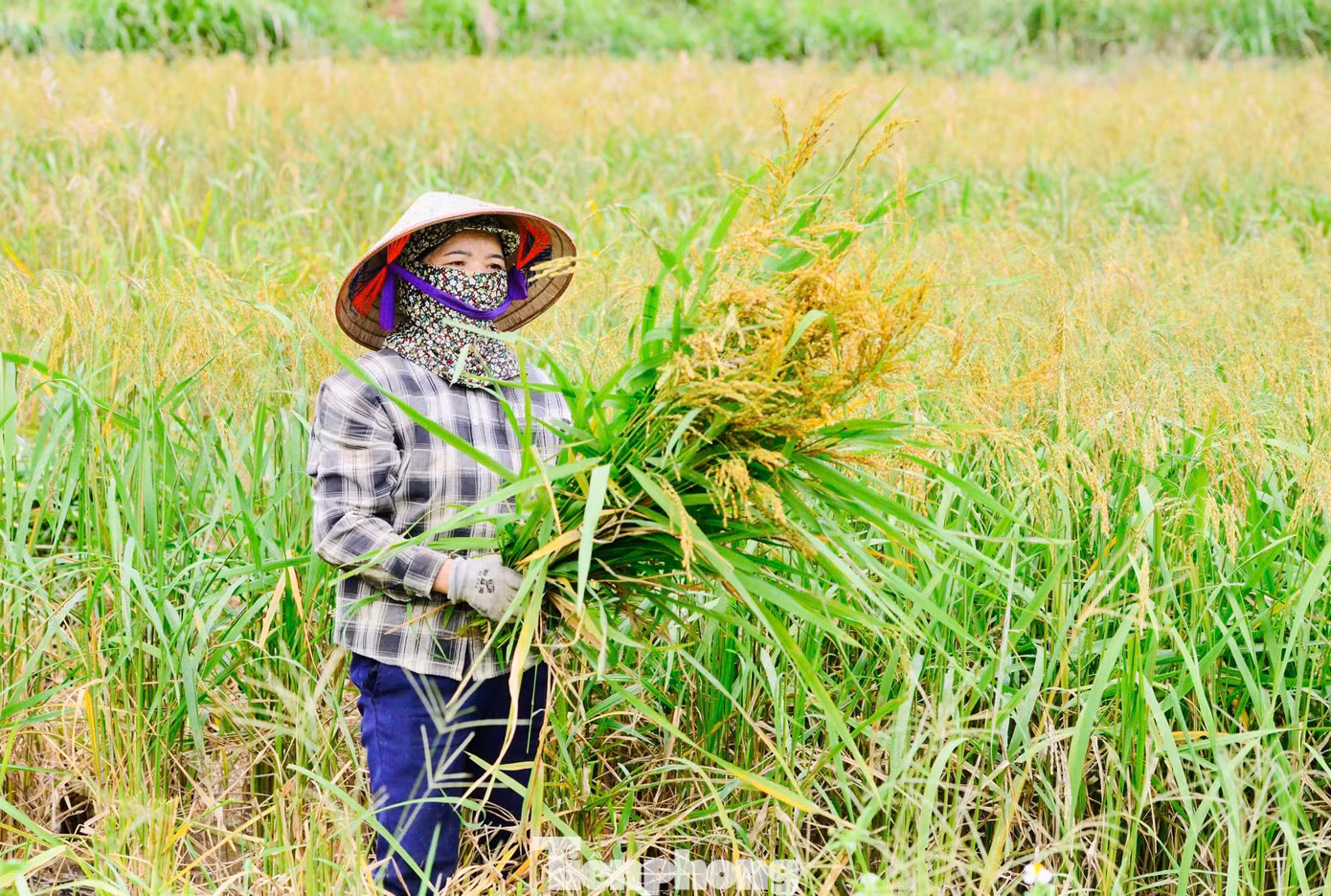 Mùa lúa chín cũng là thời gian thôn Xà Phìn có đông du khách ghé thăm nhất trong năm. Du khách tới đến đây để tận hưởng không khí trong lành và lưu lại những bức ảnh ruộng bậc thang vào sáng sớm hoặc hoàng hôn.