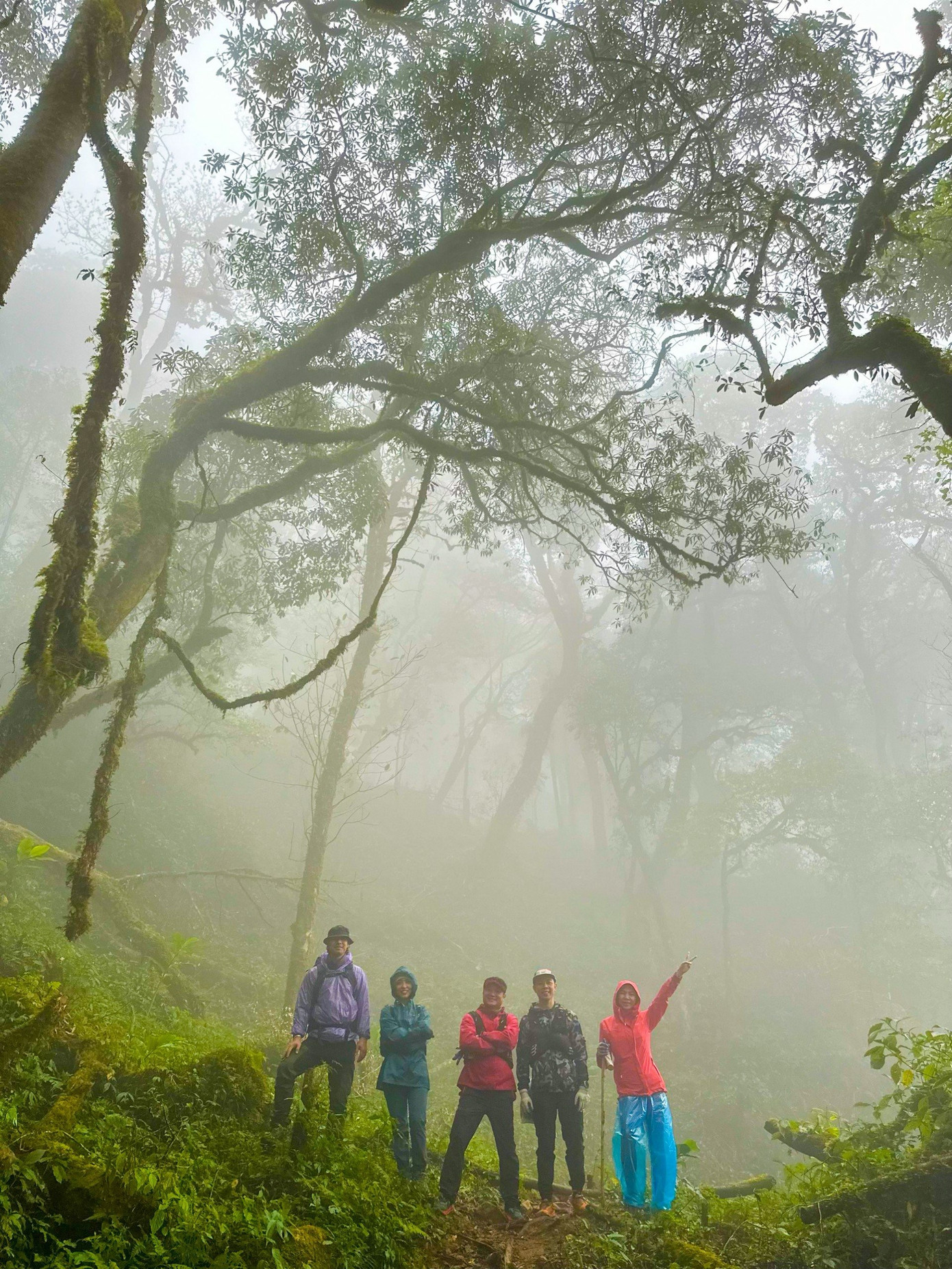 Cung đường chinh phục đỉnh Sa Mu sẽ đi băng qua khu rừng nguyên sinh nhiều suối, thác với đa dạng thực vật như rêu, đỗ quyên, lá phong, trúc...