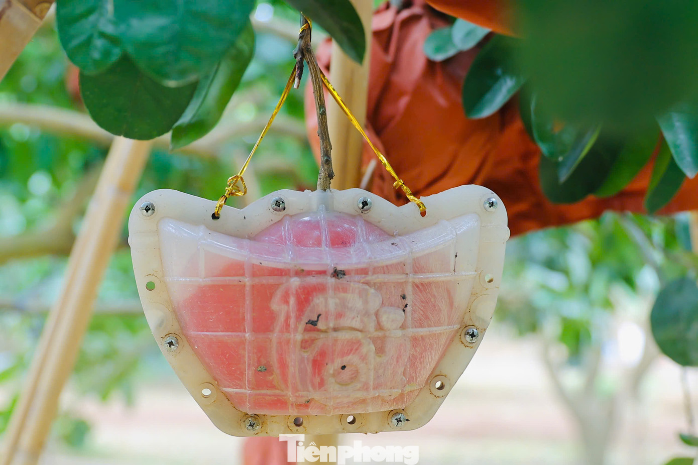 Còn gần 2 tháng nữa mới đến Tết Nguyên đán nhưng bưởi đỏ với tạo hình độc đáo chiếc đỉnh vàng có chữ tài - lộc đã cháy hàng dù giá tăng mạnh so với năm ngoái. Còn gần 2 tháng nữa mới đến Tết Nguyên đán nhưng bưởi đỏ với tạo hình độc đáo chiếc đỉnh vàng có chữ tài - lộc đã cháy hàng dù giá tăng mạnh so với năm ngoái.