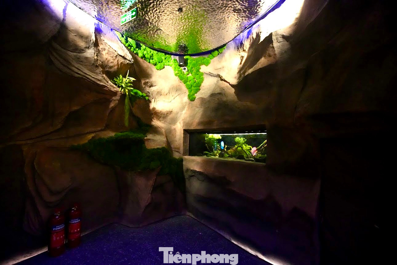 Thủy cung không nước - Waterless Aquarium ứng dụng công nghệ để mô phỏng sinh vật biển, mang đến một thế giới đại dương đầy màu sắc với nhiều hoạt động trải nghiệm thú vị dành cho khách tham quan.