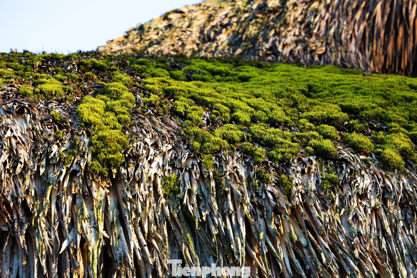 Rêu bao phủ mái nhà quanh năm đã trở nên quen thuộc với người dân nơi đây. Khi vào mùa hè, rêu sẽ khô, có màu ngả vàng do ánh nắng mặt trời chiếu vào. Mùa đông, độ ẩm cao là điều kiện lý tưởng để rêu phát triển xanh tốt.