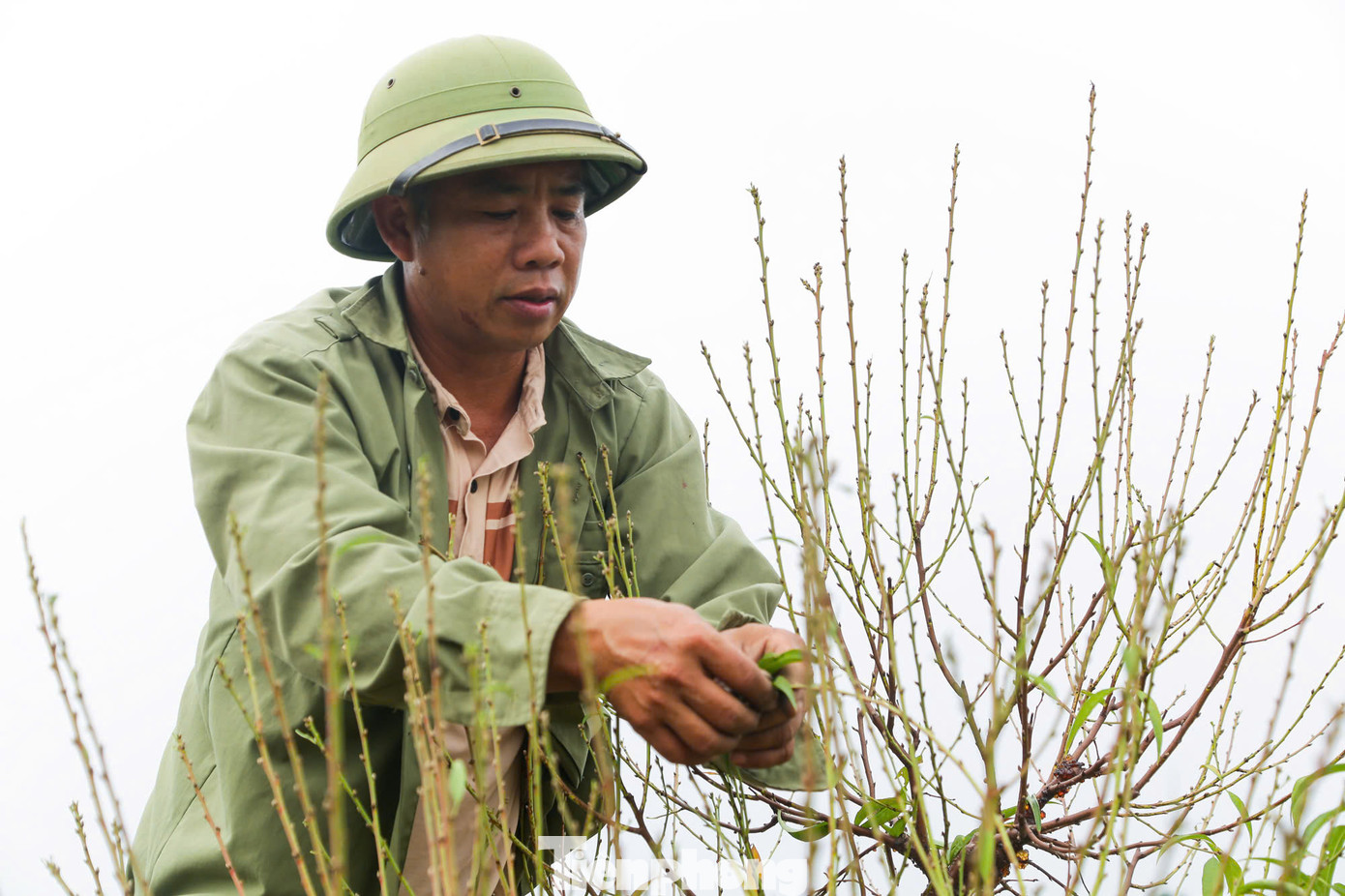 Đào tuốt xong và lên lên chậu phải tưới thêm kích rễ, tùy theo đất ở chậu khô hay ẩm mà điều chỉnh lượng nước phù hợp, sau 60-70 ngày sẽ có hoa.