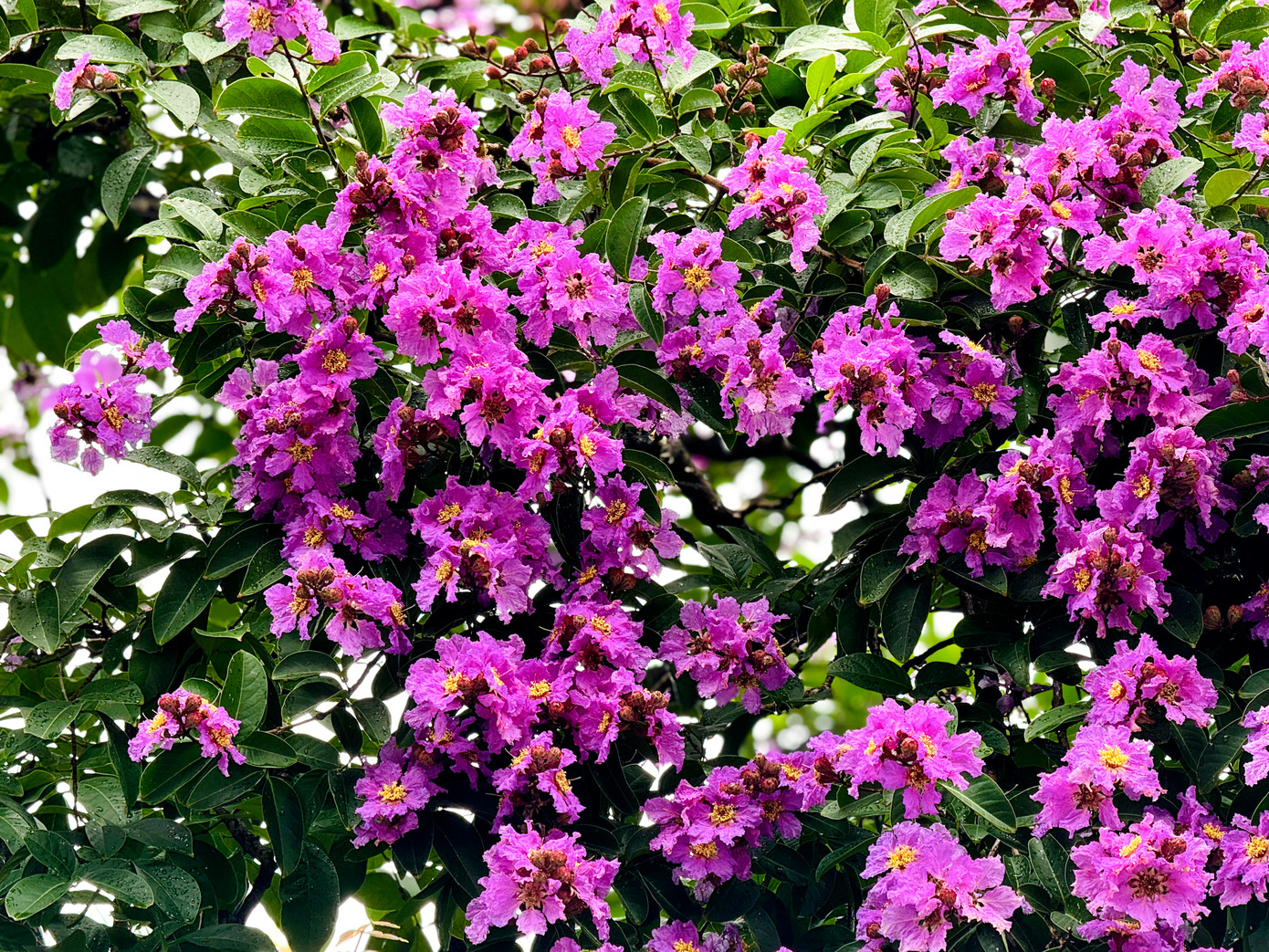 Dù không rực rỡ sắc đỏ như hoa phượng, nhưng bằng lăng với sắc tím đặc trưng từ lâu đã hòa vào nhịp sống hối hả của Thủ đô mỗi khi hè về.