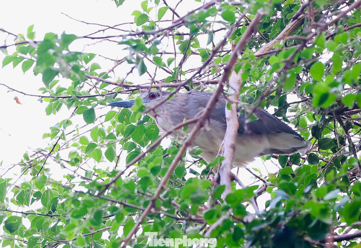 Các loài chim ở đây có vạc, diệc, cò xanh (thuộc họ diệc), bói cá... Các loài chim ở đây có vạc, diệc, cò xanh (thuộc họ diệc), bói cá...