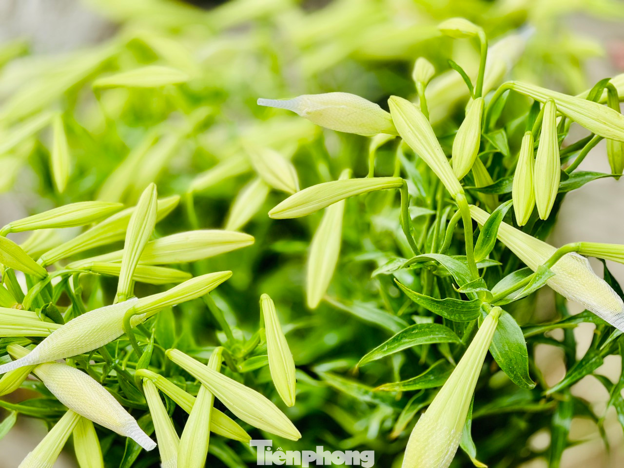 Đường phố Hà Nội những ngày này được tô điểm thêm vẻ đẹp nhẹ nhàng với màu trắng tinh khôi của hoa loa kèn. Những gánh hàng hoa nơi góc phố như gọi tháng Tư về. Đường phố Hà Nội những ngày này được tô điểm thêm vẻ đẹp nhẹ nhàng với màu trắng tinh khôi của hoa loa kèn. Những gánh hàng hoa nơi góc phố như gọi tháng Tư về.