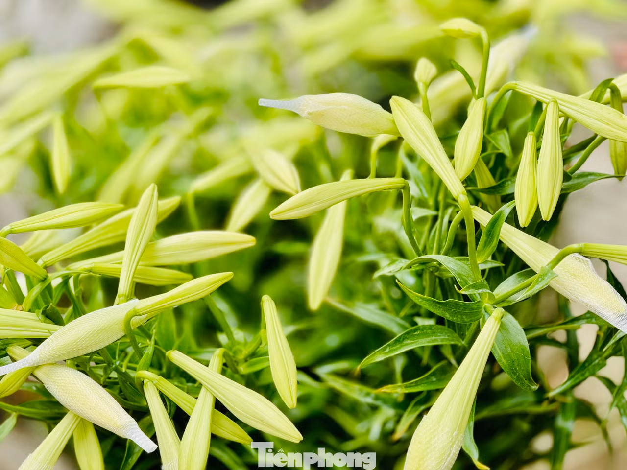 Đường phố Hà Nội những ngày này được tô điểm thêm vẻ đẹp nhẹ nhàng với màu trắng tinh khôi của hoa loa kèn. Những gánh hàng hoa nơi góc phố như gọi tháng Tư về.