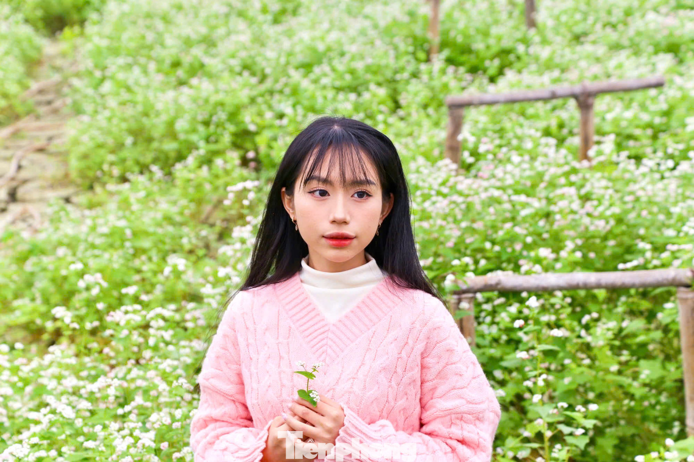 Những cánh hoa mỏng manh, nhỏ bé miền sơn cước bung nở giữa lòng Thủ đô thu hút nhiều du khách đến tham quan, chụp hình.