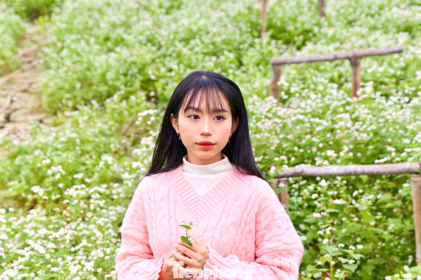Những cánh hoa mỏng manh, nhỏ bé miền sơn cước bung nở giữa lòng Thủ đô thu hút nhiều du khách đến tham quan, chụp hình.