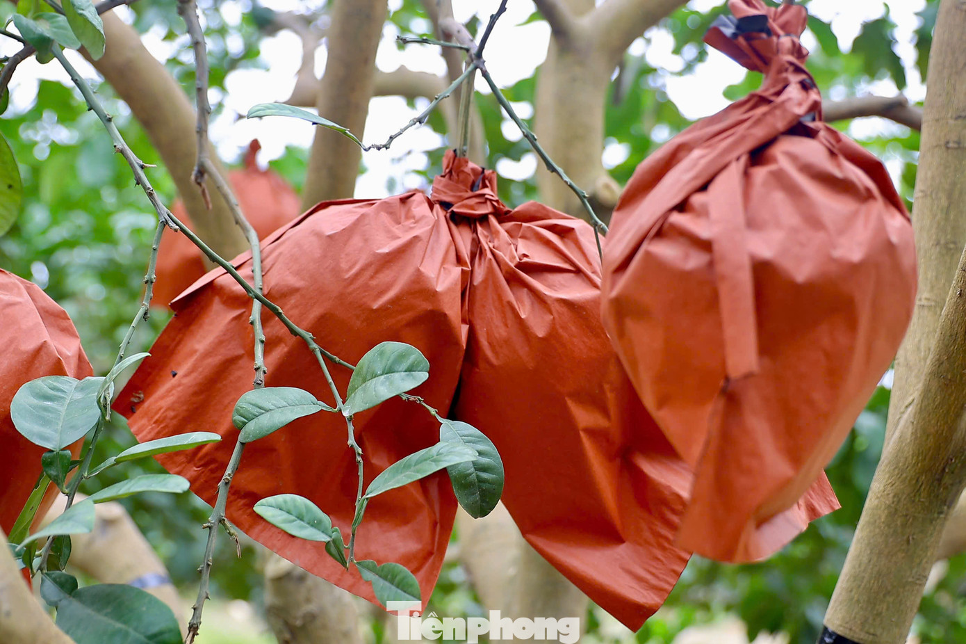 Để mang tới cho người tiêu dùng những quả bưởi đạt chất lượng cao nhất với hình dáng độc đáo, lạ mắt như thế này, người nông dân phải kỳ công chăm sóc cây từ khi còn nhỏ. Những trái bưởi đỏ bánh men với hình thù dẹt, tròn được ép tạo hình thỏi vàng trong các khuôn. Để mang tới cho người tiêu dùng những quả bưởi đạt chất lượng cao nhất với hình dáng độc đáo, lạ mắt như thế này, người nông dân phải kỳ công chăm sóc cây từ khi còn nhỏ. Những trái bưởi đỏ bánh men với hình thù dẹt, tròn được ép tạo hình thỏi vàng trong các khuôn.