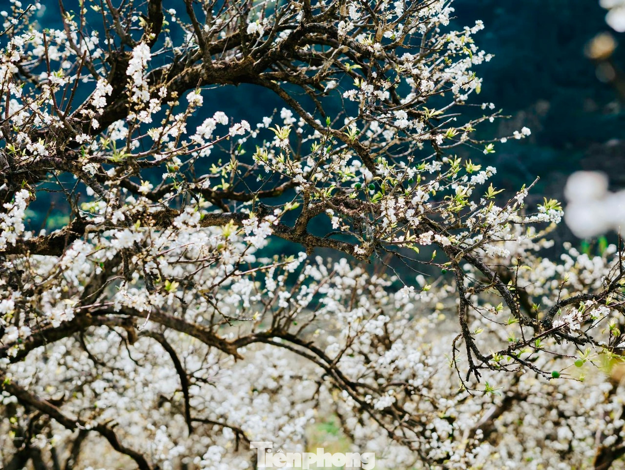 Khác với những loài hoa khác của núi rừng Tây Bắc, hoa mận khoác lên mình màu trắng tinh khôi của núi rừng. Cánh hoa mỏng manh nhưng luôn tỏa ra một hương thơm nhẹ nhàng dễ chịu, cuốn hút du khách. Khác với những loài hoa khác của núi rừng Tây Bắc, hoa mận khoác lên mình màu trắng tinh khôi của núi rừng. Cánh hoa mỏng manh nhưng luôn tỏa ra một hương thơm nhẹ nhàng dễ chịu, cuốn hút du khách.