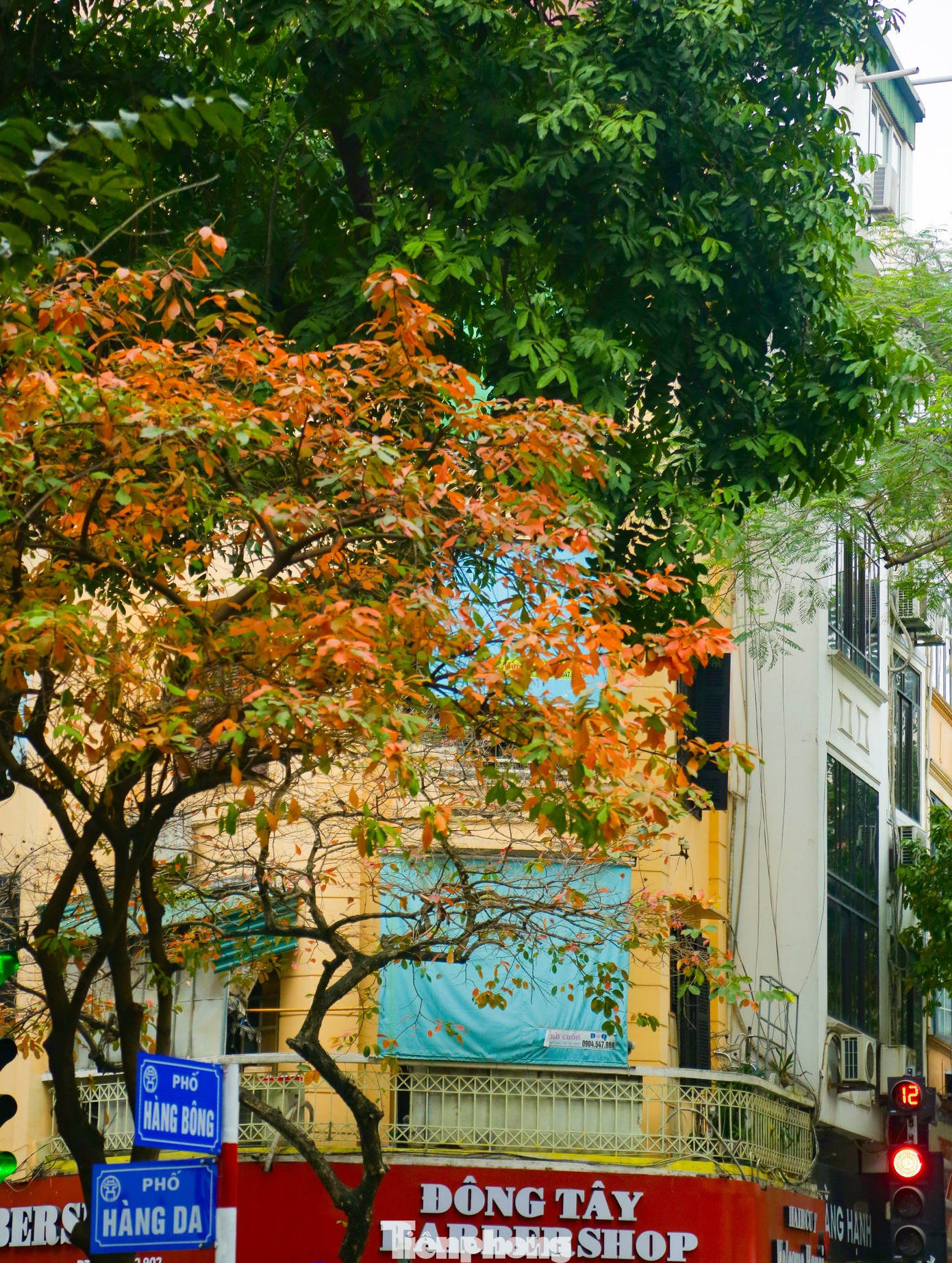 Những góc phố Hà Nội thân quen, cung đường, cây xanh bắt đầu chuyển sắc đỏ, vàng. Người đi đường xuýt xoa, chiêm ngưỡng, rồi không ít lần ngẩn ngơ trước cảnh sắc lãng mãn ấy.