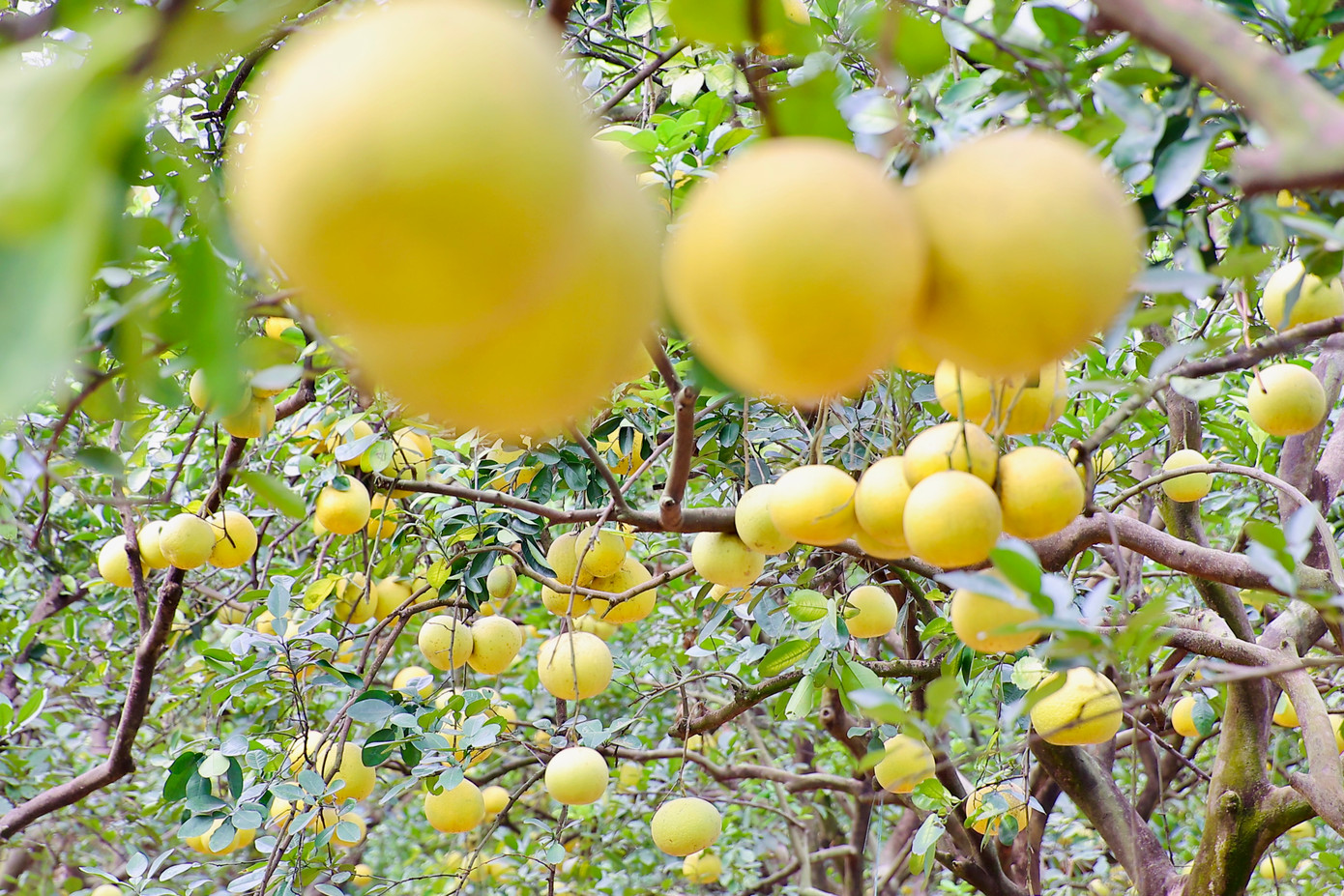 Các vườn bưởi ở làng Diễn (quận Bắc Từ Liêm, Hà Nội) đang vào độ chín vàng, thu hút đông đảo người dân và du khách đến tham quan, thưởng lãm.