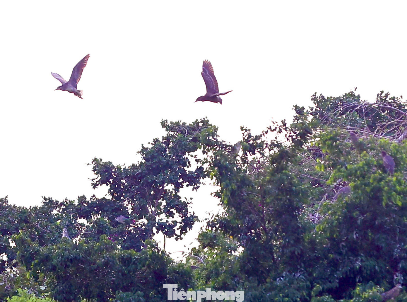 Đền Thủy Trung Tiên nằm trên đảo giữa lòng hồ Trúc Bạch. Hòn đảo này trước đây từng được gọi là “đảo cò” vì có nhiều chim về làm tổ. Đền Thủy Trung Tiên nằm trên đảo giữa lòng hồ Trúc Bạch. Hòn đảo này trước đây từng được gọi là “đảo cò” vì có nhiều chim về làm tổ.