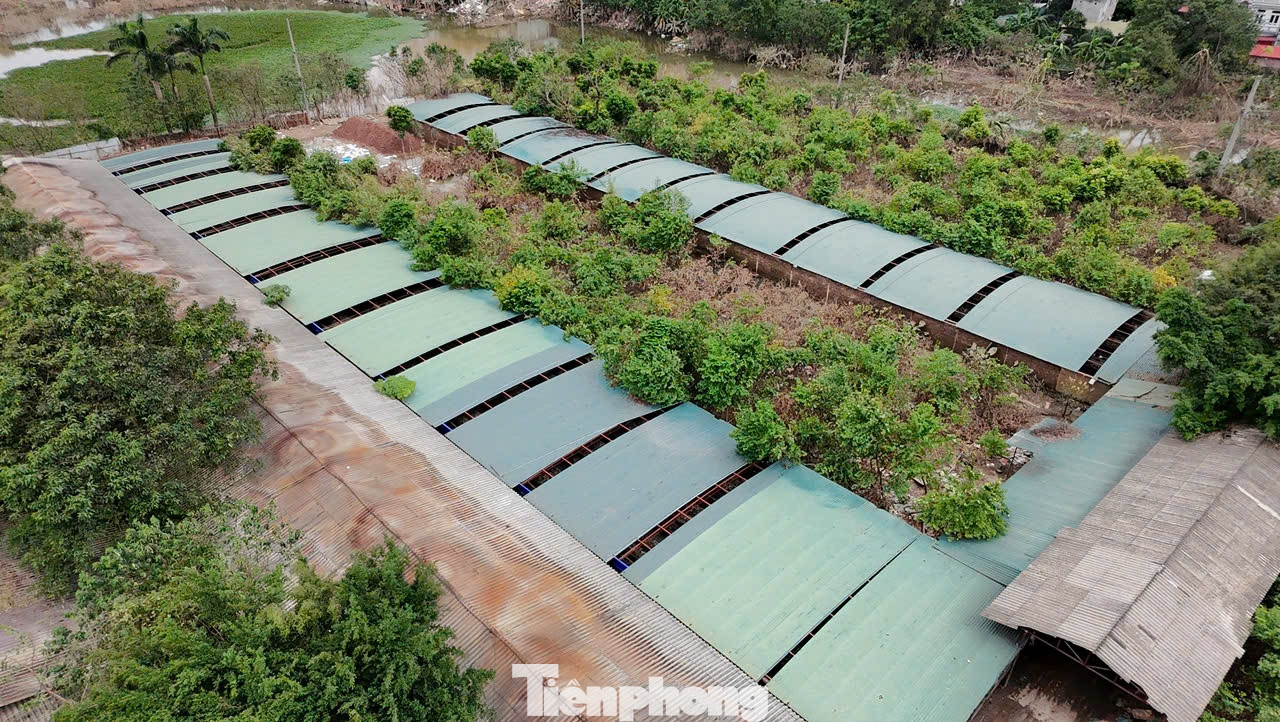 Hoàn lưu bão số 3 gây mưa lớn, nước sông Hồng dâng nhanh đã nhấn chìm trang trại gà của gia đình ông Hoàng Ngọc Đoàn ở khu Bãi Già, xã Tàm Xá, huyện Đông Anh (Hà Nội). Số lượng gà chết dự tính khoảng 80.000 con, thiệt hại khoảng 12 tỷ đồng.