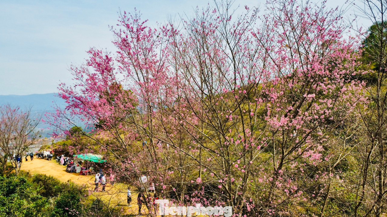 Mùa hoa mai anh đào năm nay đến muộn hơn so với mọi năm. Hiện tại vực núi Langbiang cách nội đô Đà Lạt khoảng 15km, những cây mai anh đào đầu tiên đã bắt đầu bung nở.