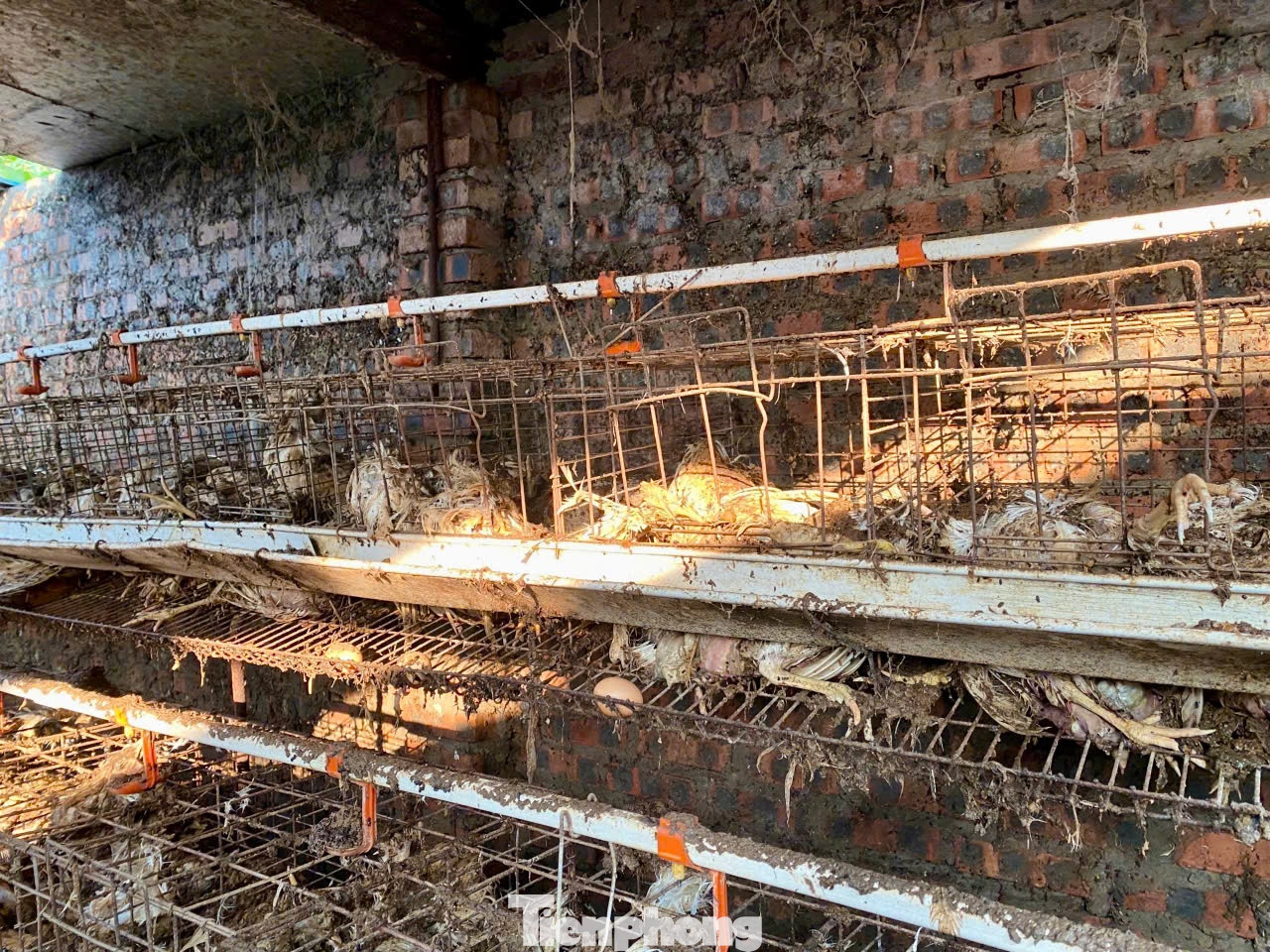 Hoàn lưu bão số 3 gây mưa lớn, nước sông Hồng dâng nhanh đã nhấn chìm trang trại gà của gia đình ông Hoàng Ngọc Đoàn ở khu Bãi Già, xã Tàm Xá, huyện Đông Anh (Hà Nội). Số lượng gà chết dự tính khoảng 80.000 con, thiệt hại khoảng 12 tỷ đồng.