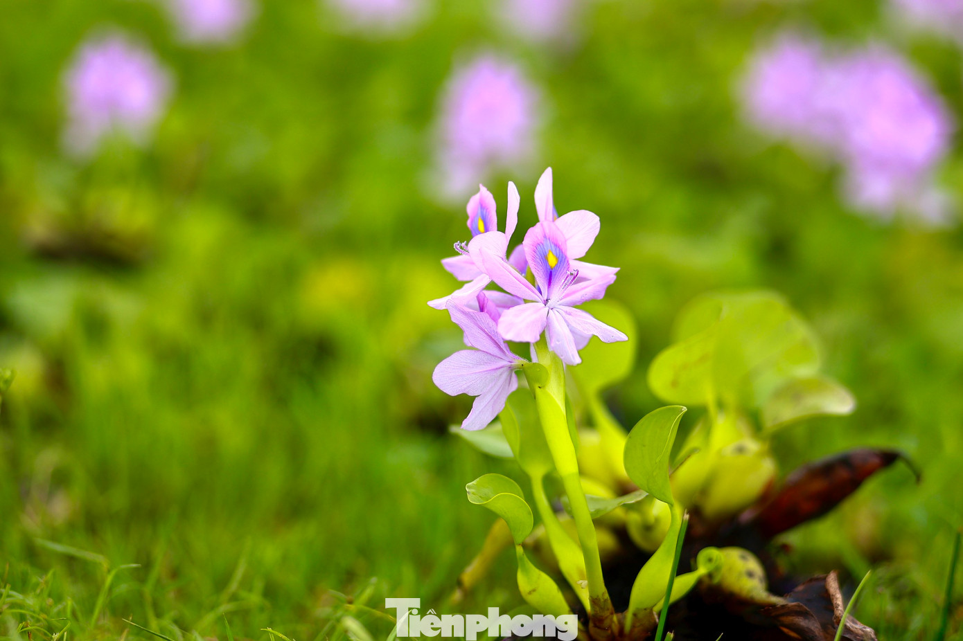 Sắc hoa tím trải dài trên mặt nước tạo nên khung cảnh lãng mạn và nên thơ.