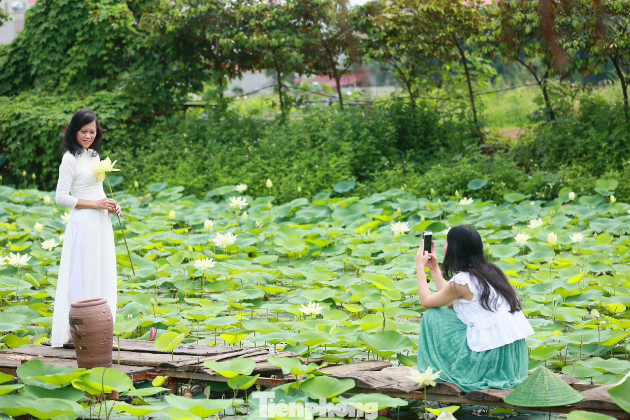 Áo dài hoặc yếm là những trang phục truyền thống được nhiều người lựa chọn khi chụp với sen trắng. Áo dài hoặc yếm là những trang phục truyền thống được nhiều người lựa chọn khi chụp với sen trắng.