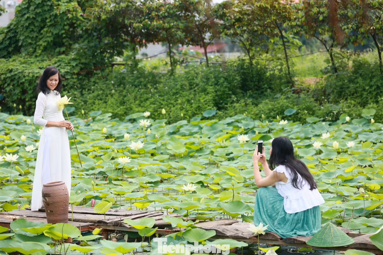 Áo dài hoặc yếm là những trang phục truyền thống được nhiều người lựa chọn khi chụp với sen trắng.