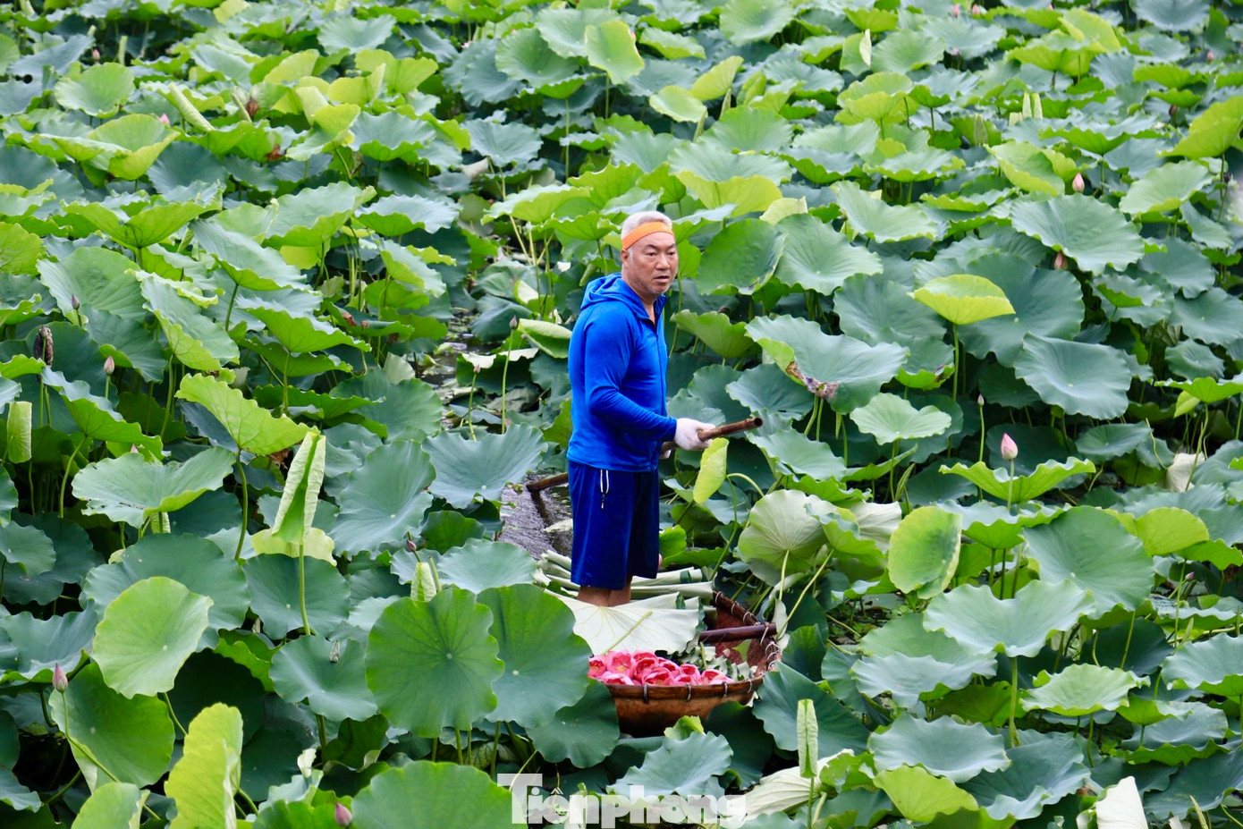 Tháng 6 hằng năm, khi sen hồng bắt đầu nở rộ tại các đầm xung quanh hồ Tây, cũng là lúc người làm nghề ướp trà sen lại tất bật vào vụ mùa mới.